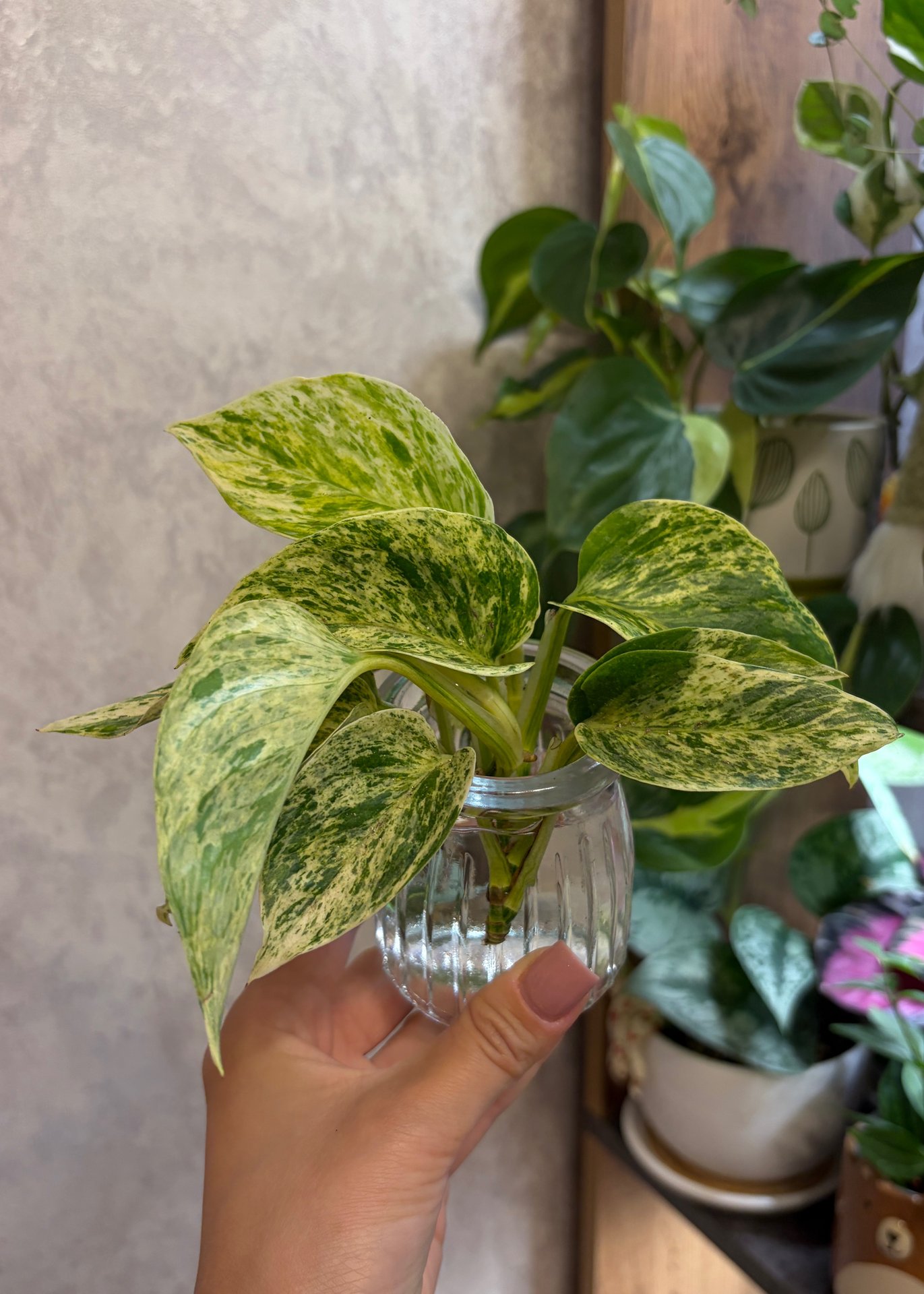 Epipremnum