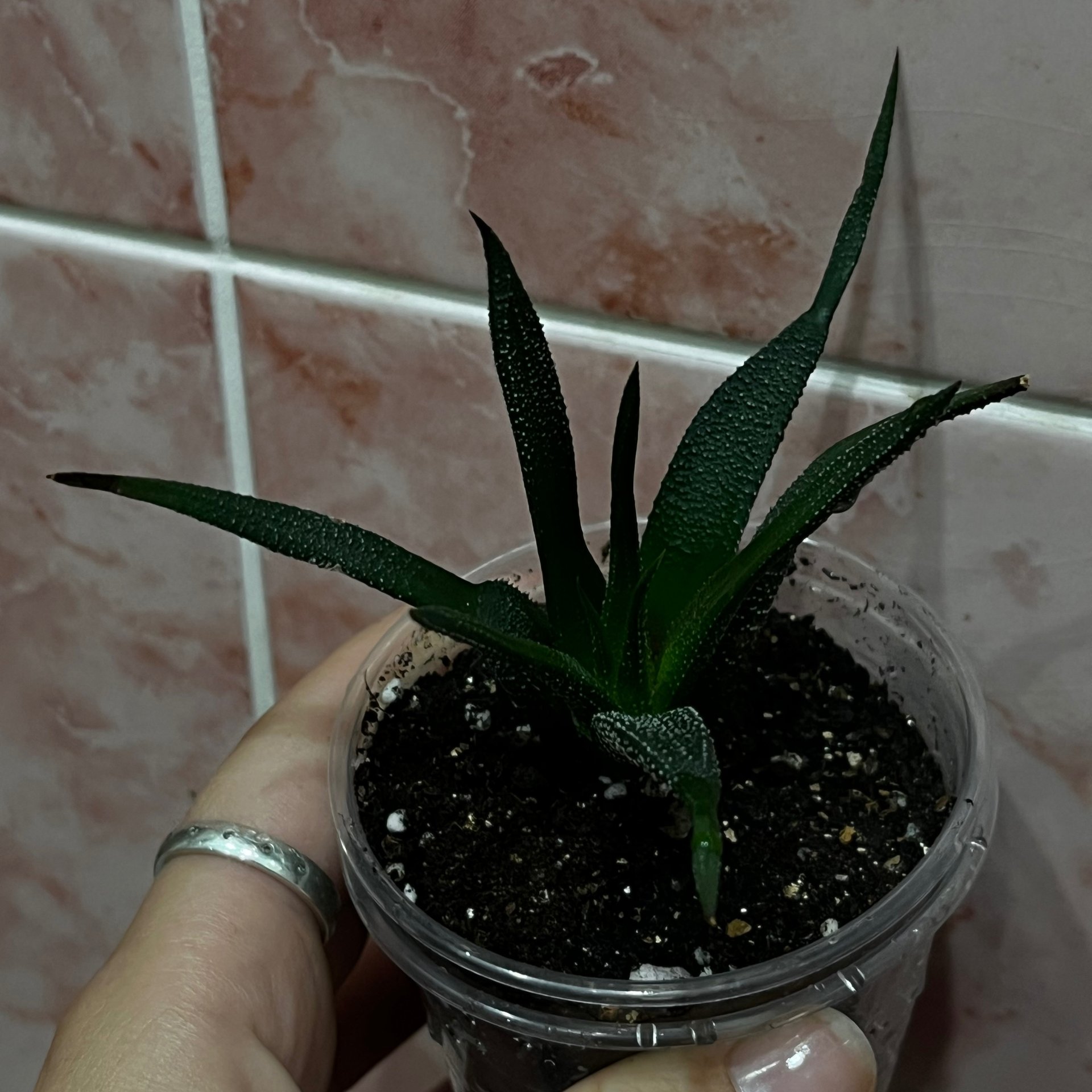Haworthia