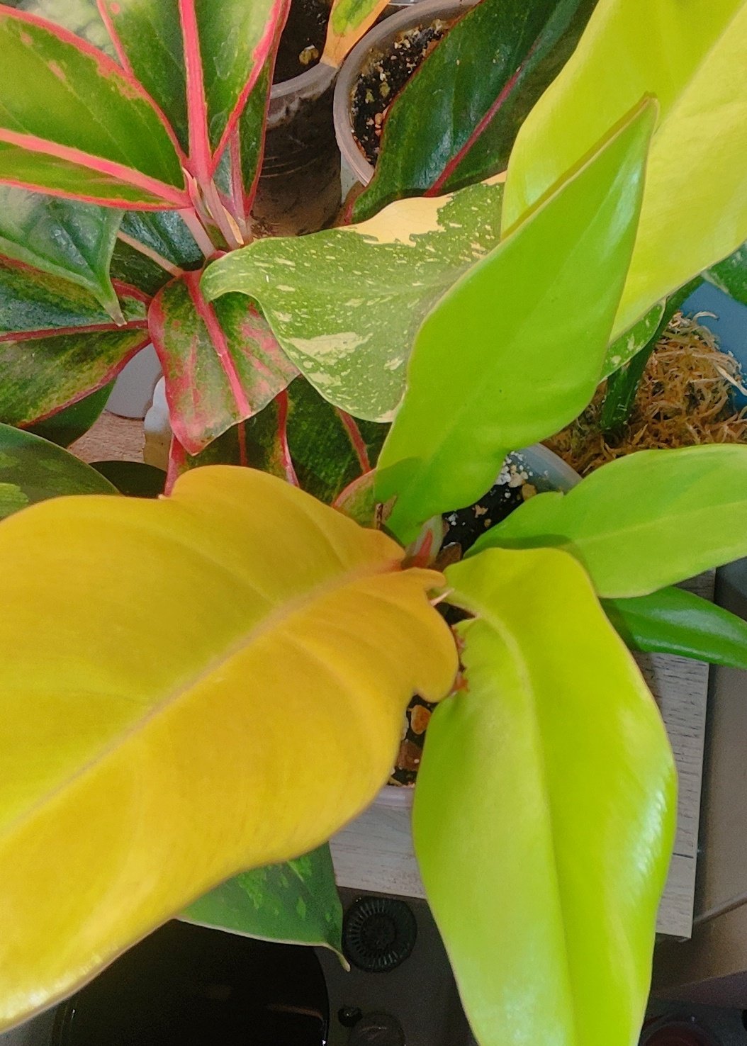 Philodendron