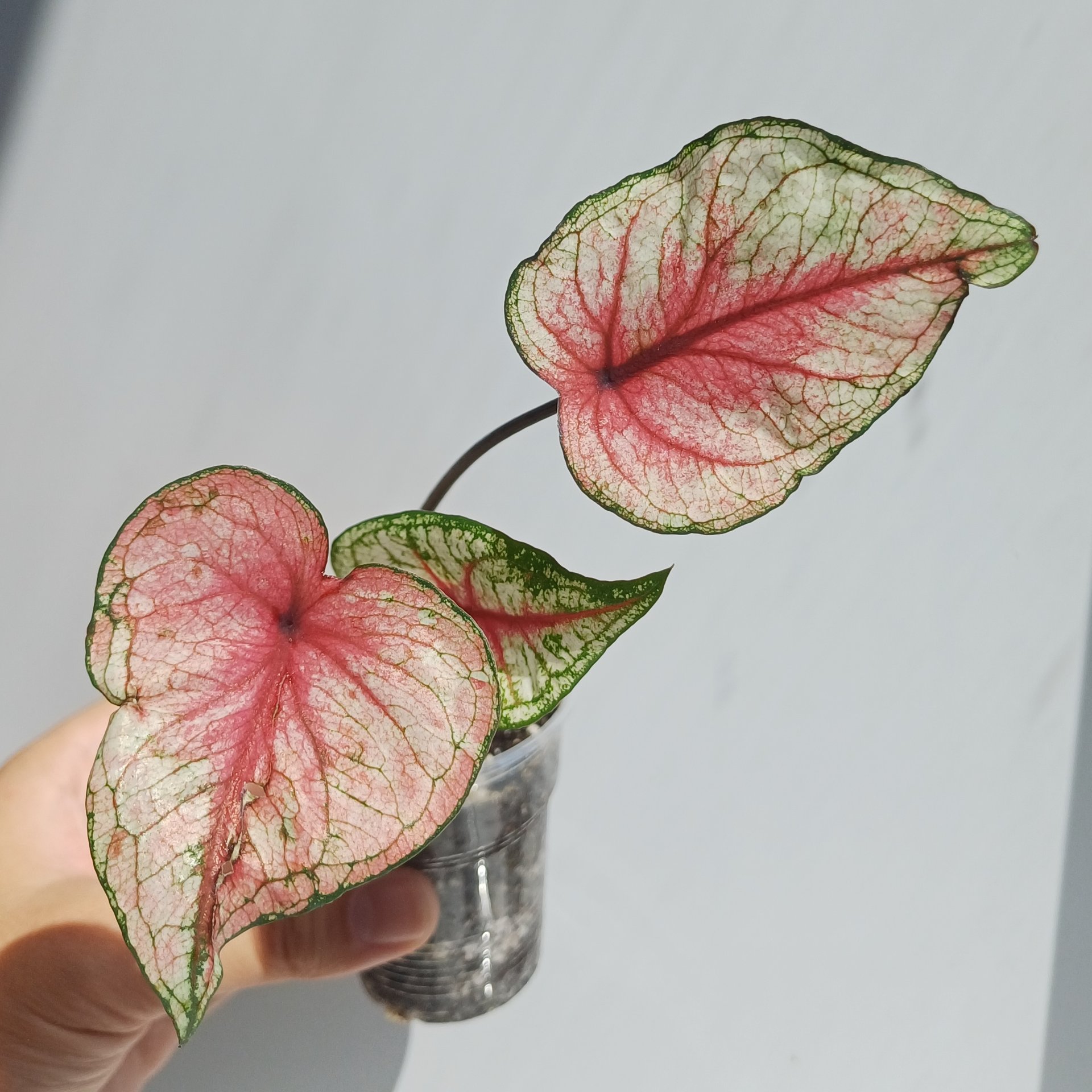 Caladium