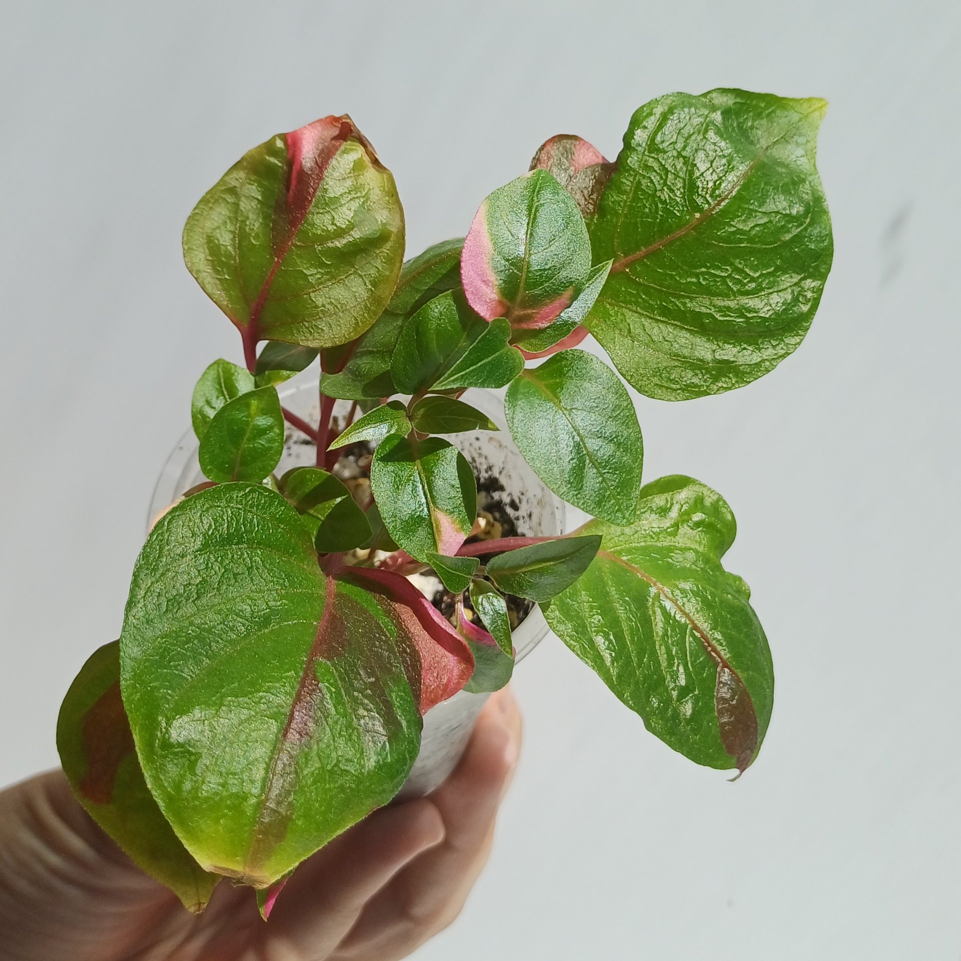 Alternanthera