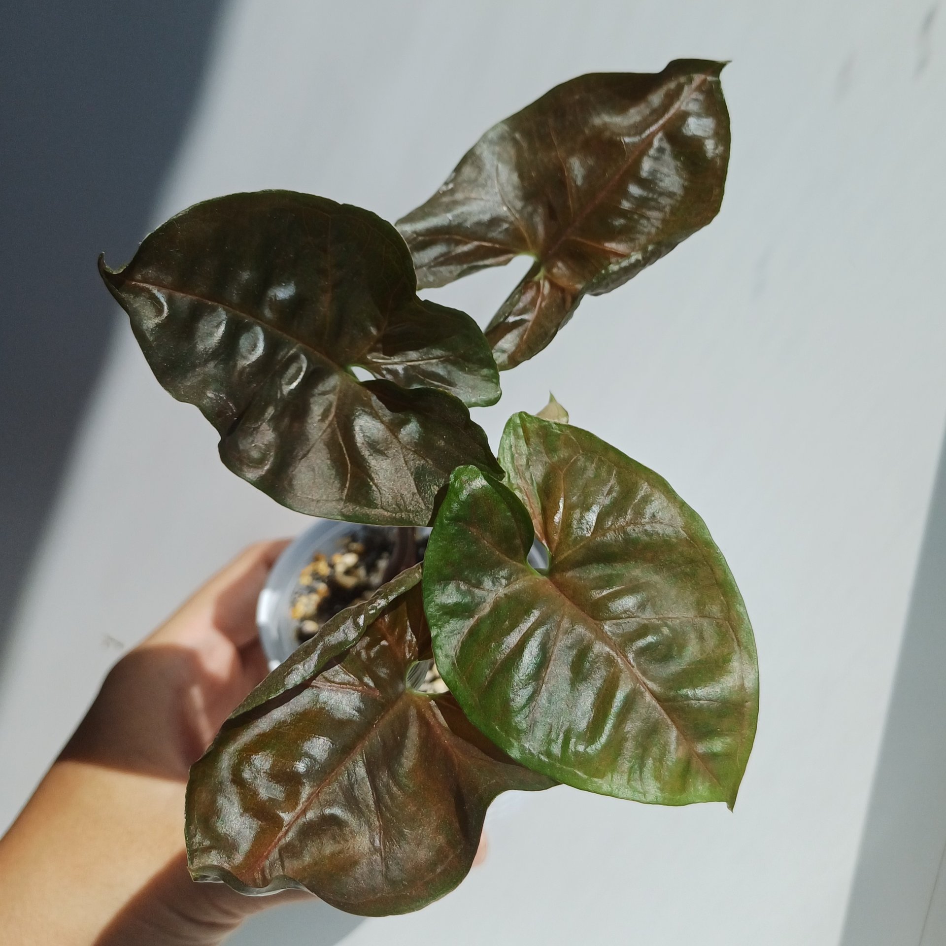 Syngonium