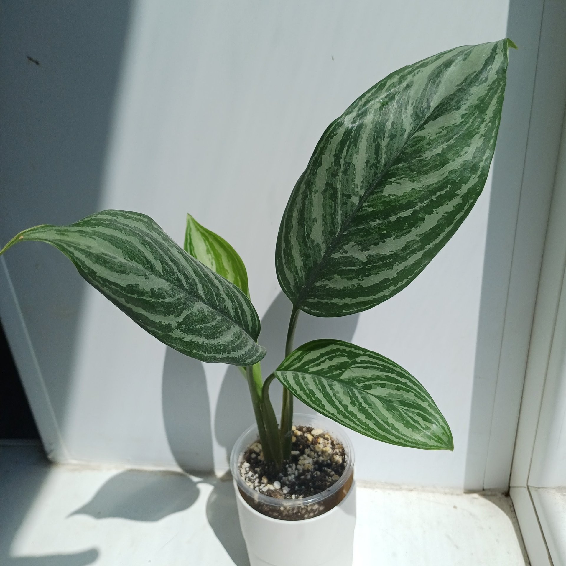 Aglaonema