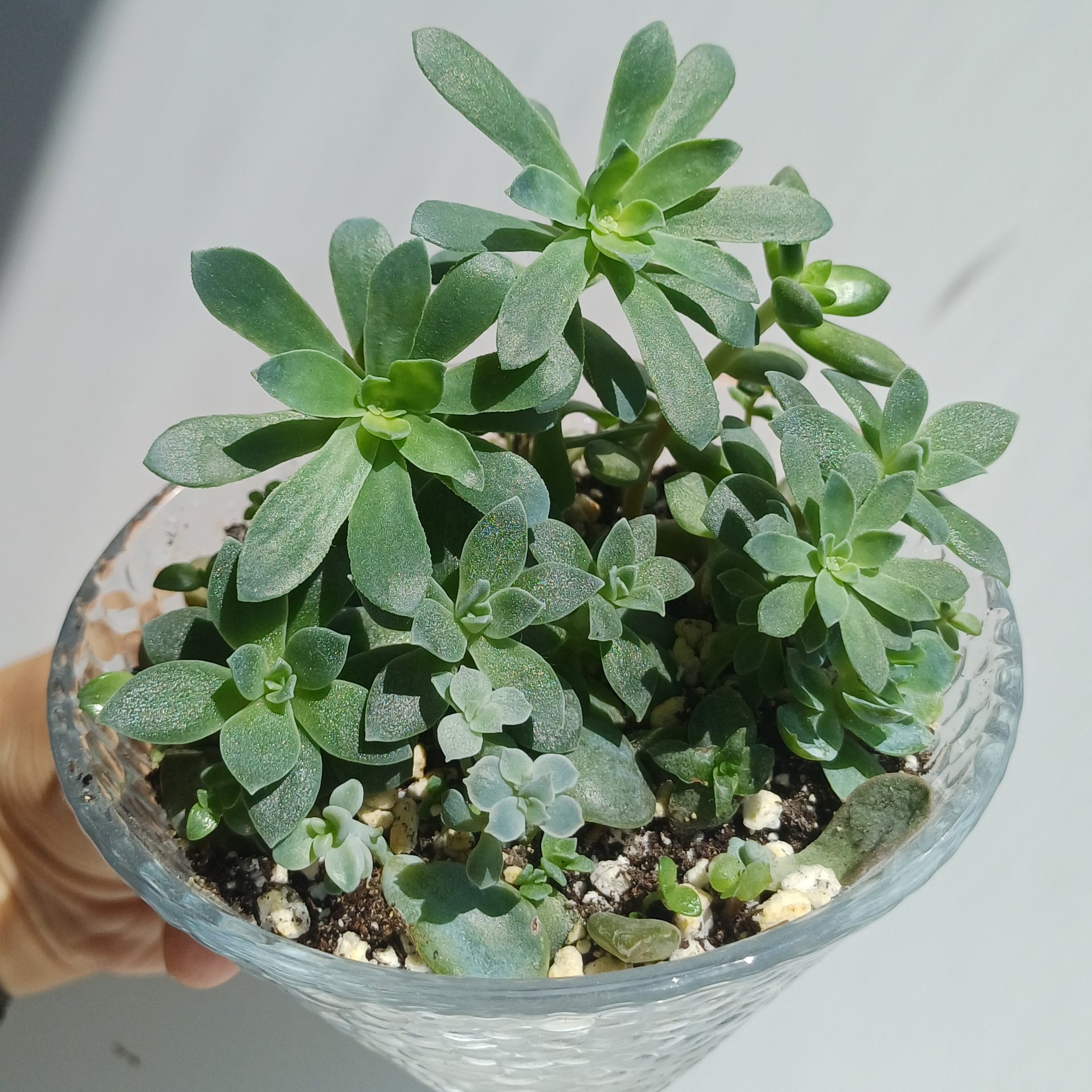 Aeonium