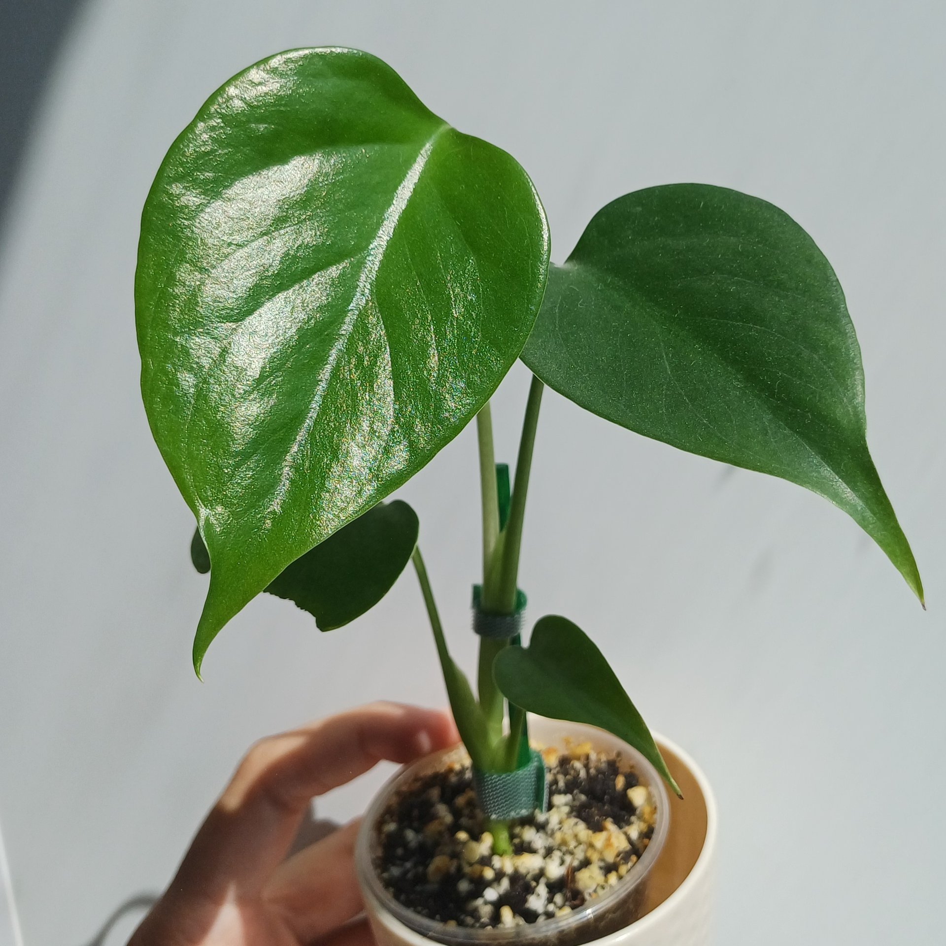 Monstera