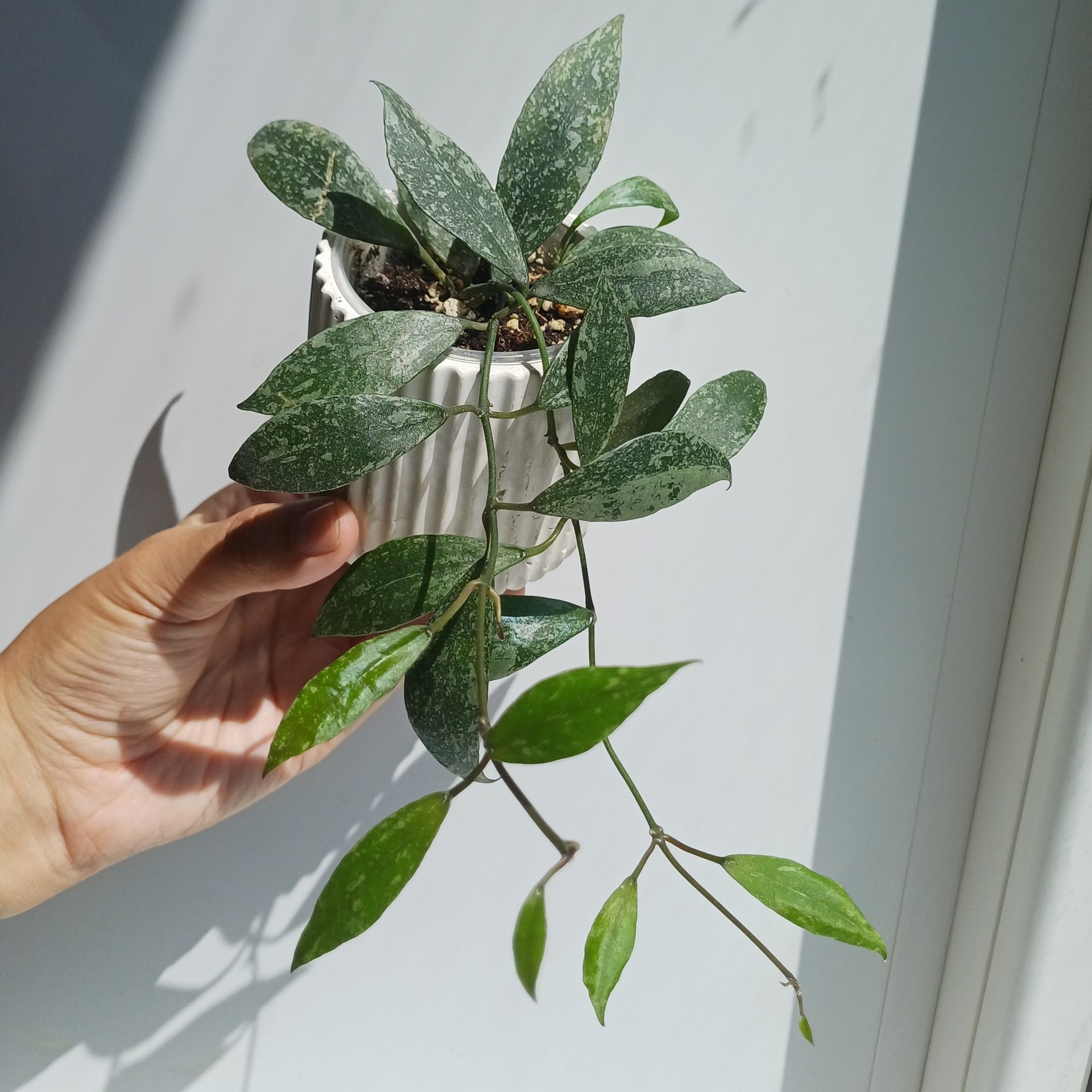 Hoya