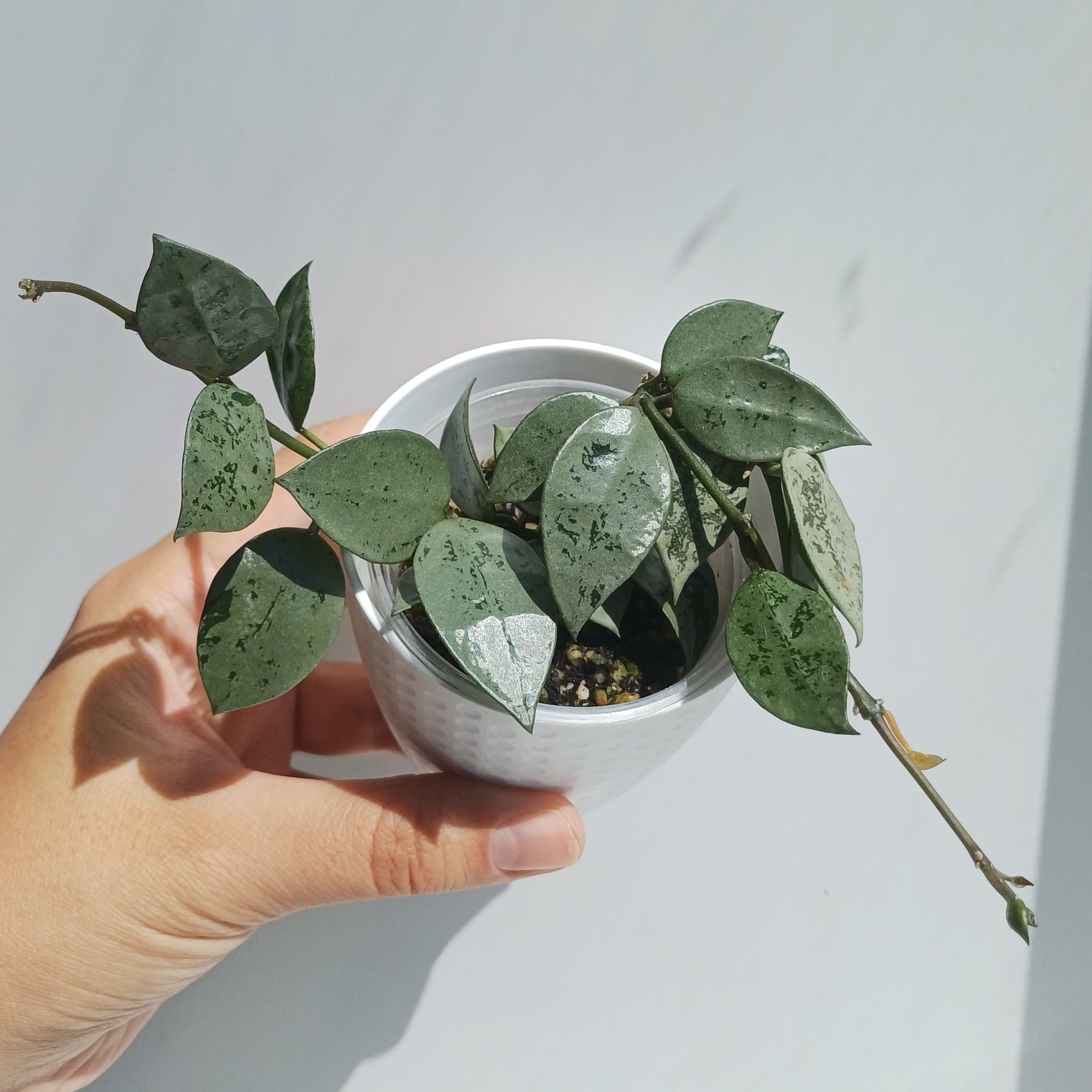 Hoya
