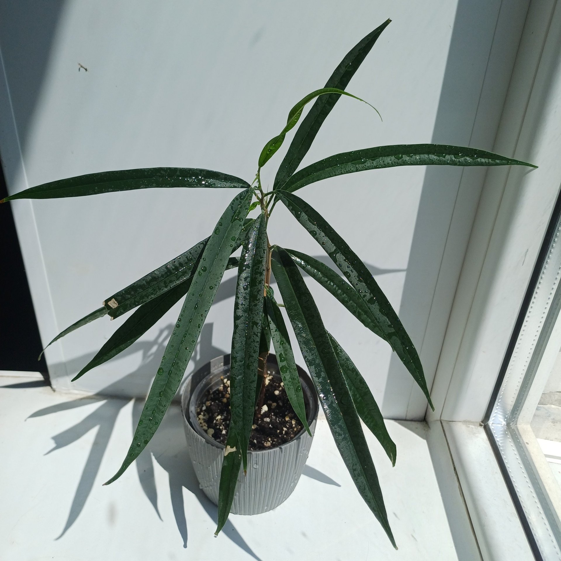 Ficus