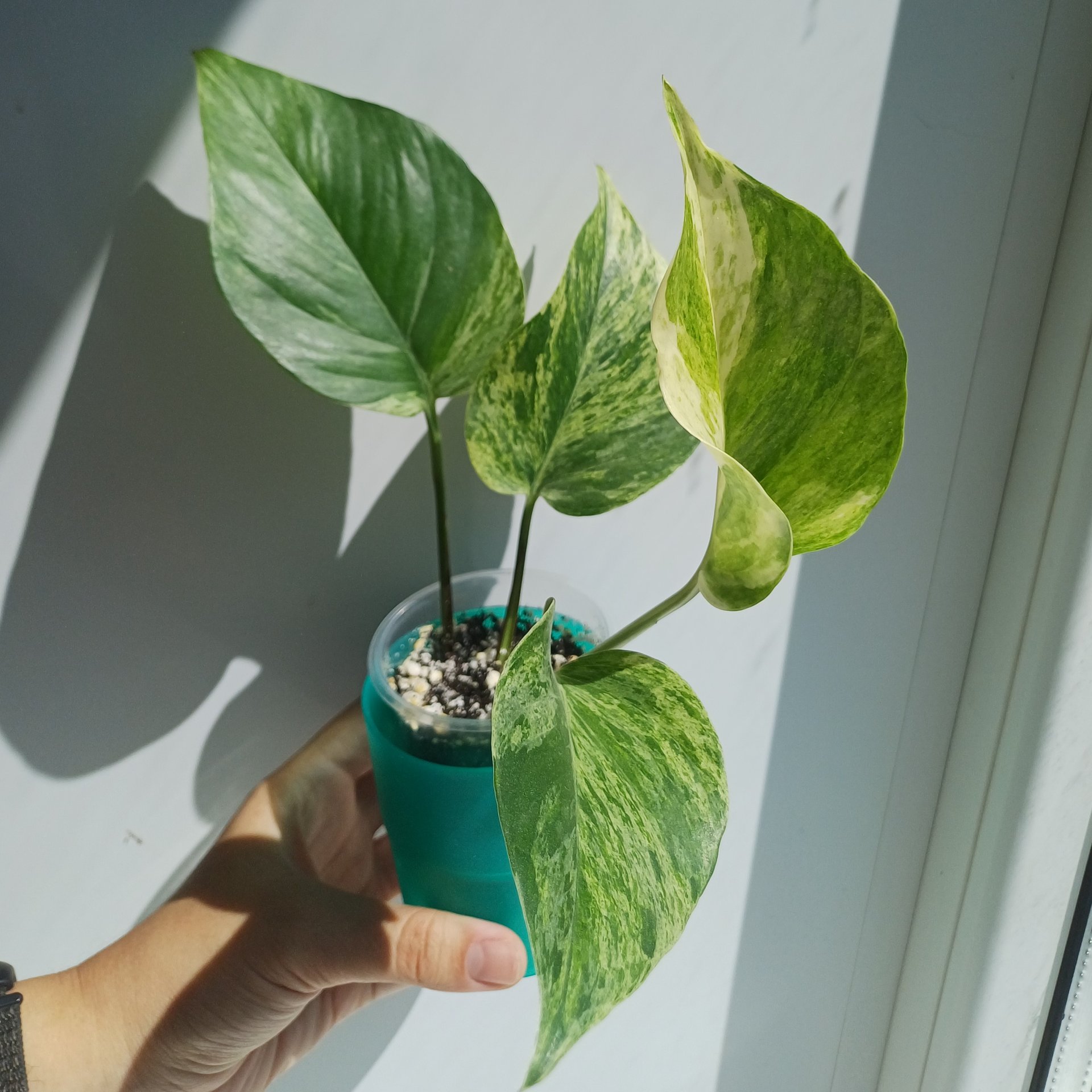 Epipremnum