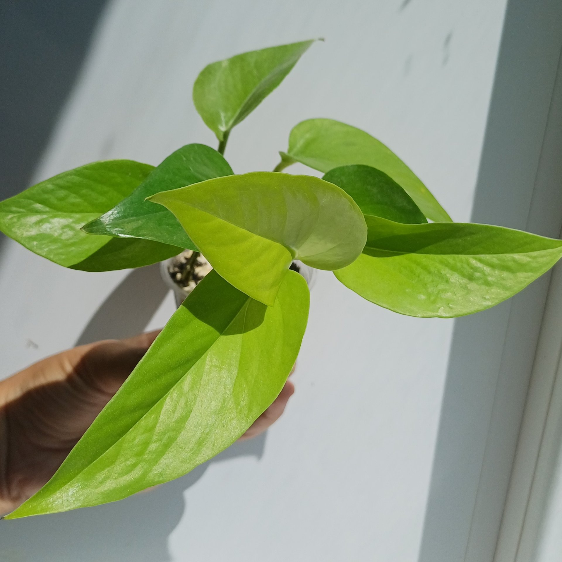 Epipremnum