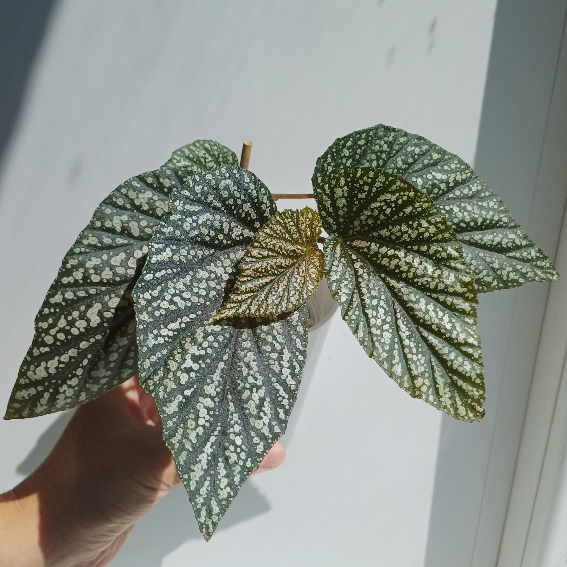 Begonia