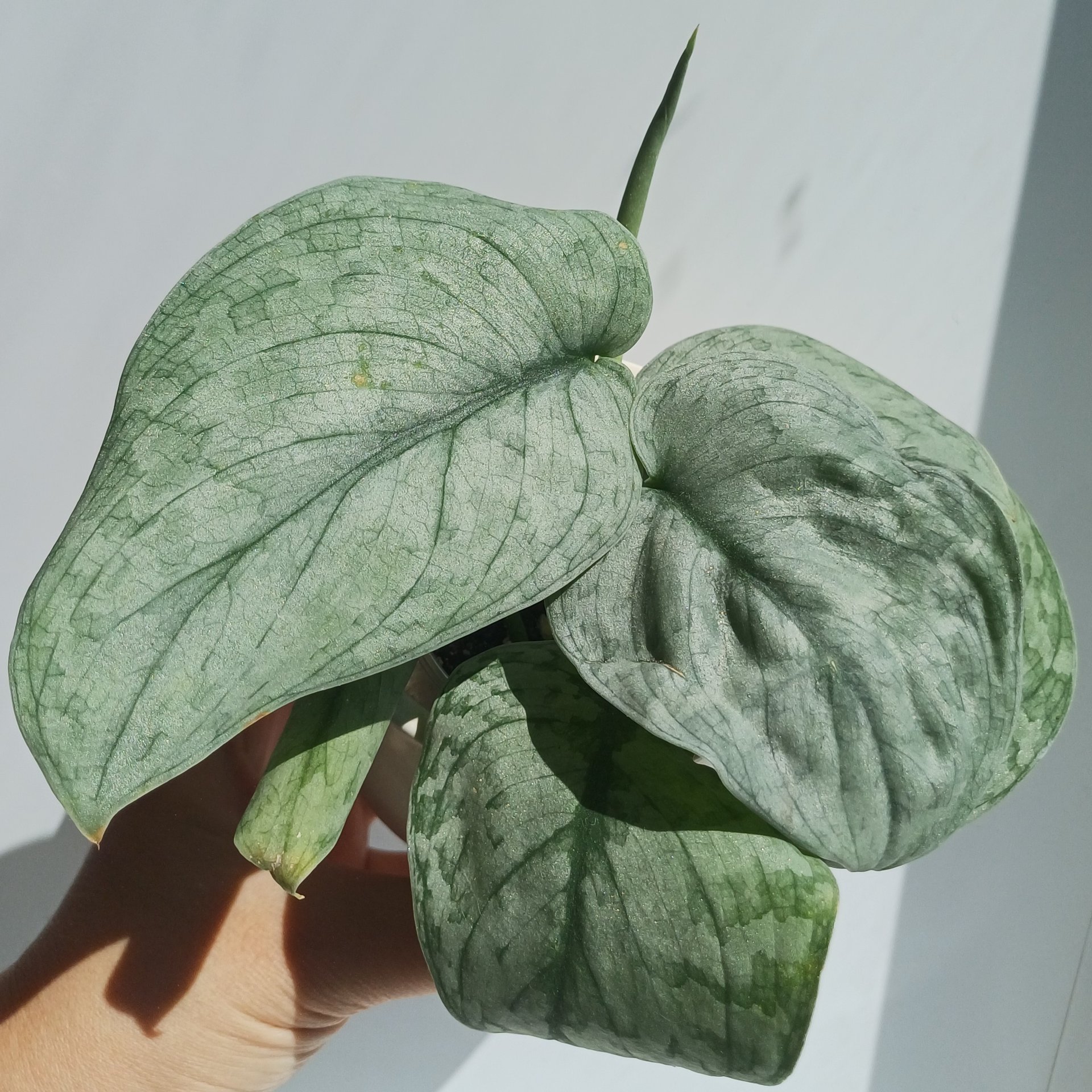 Scindapsus