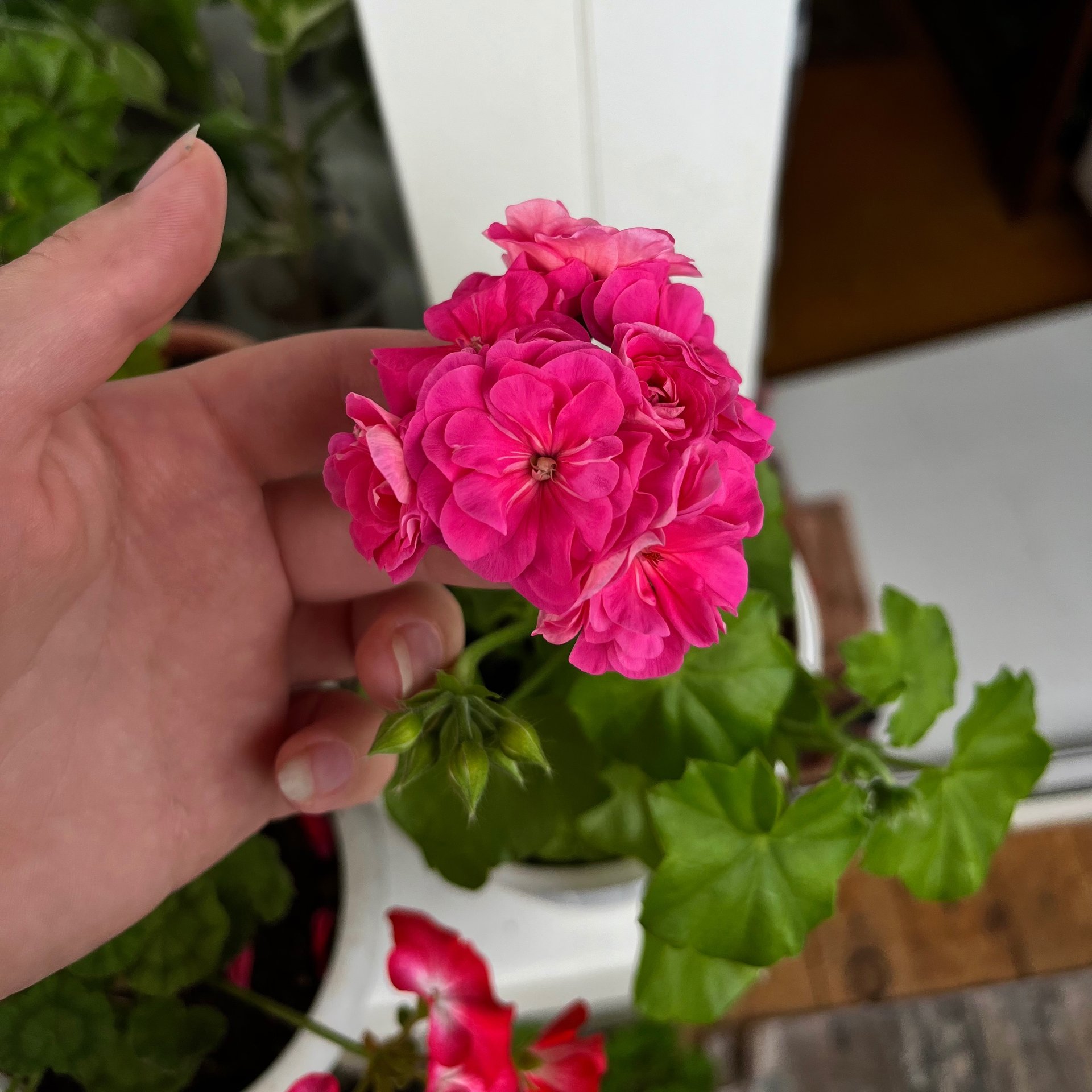 Pelargonium