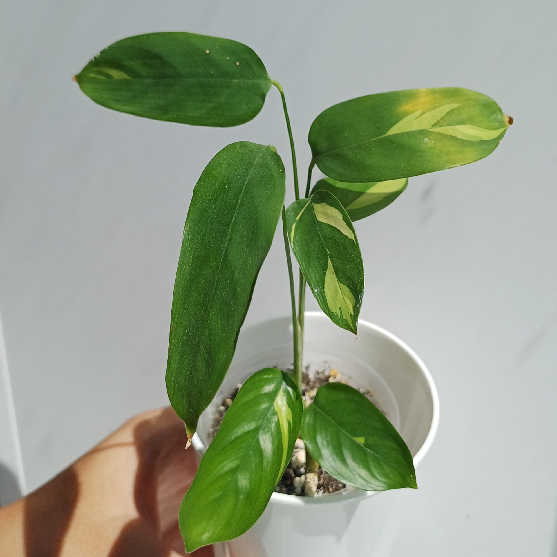 Ctenanthe