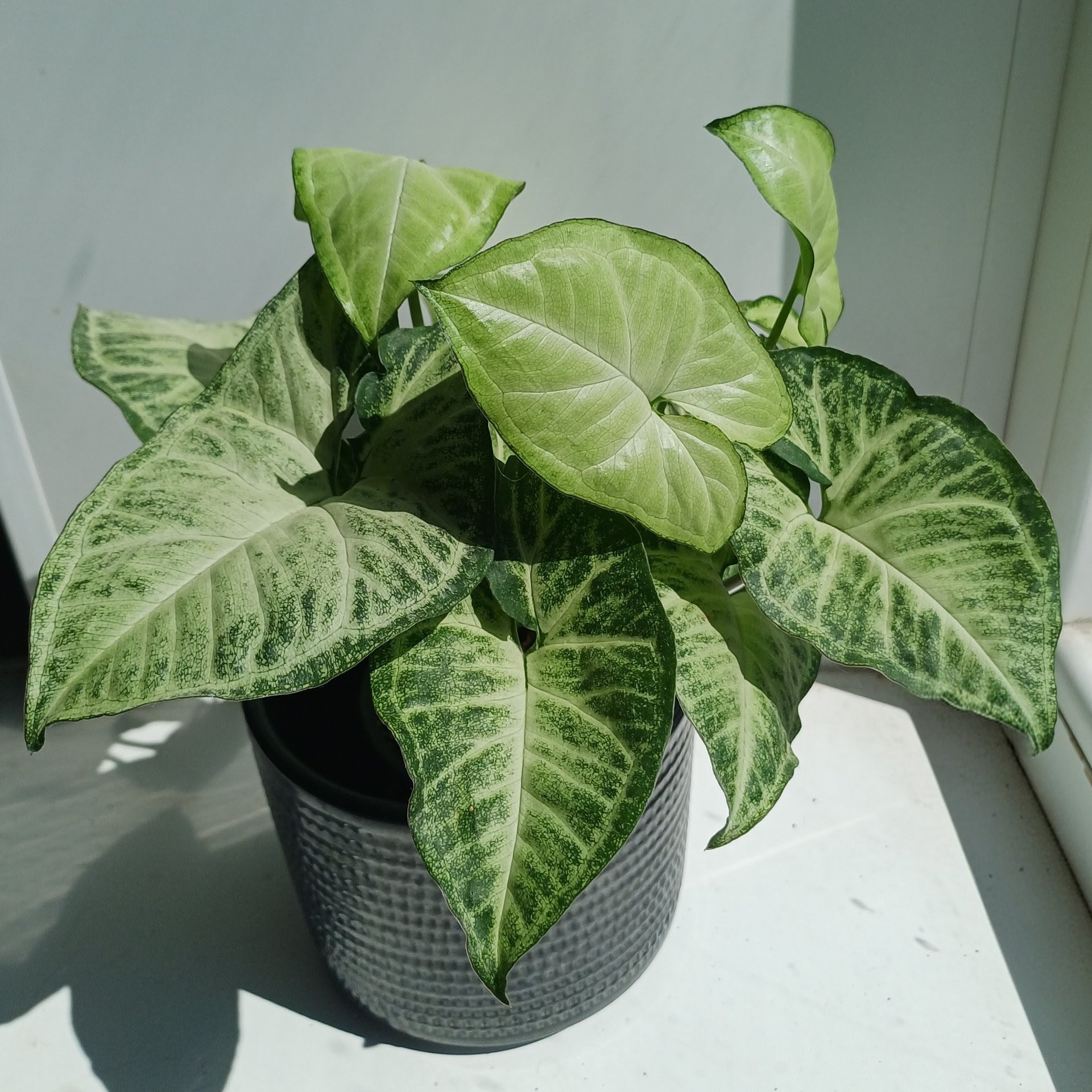 Syngonium