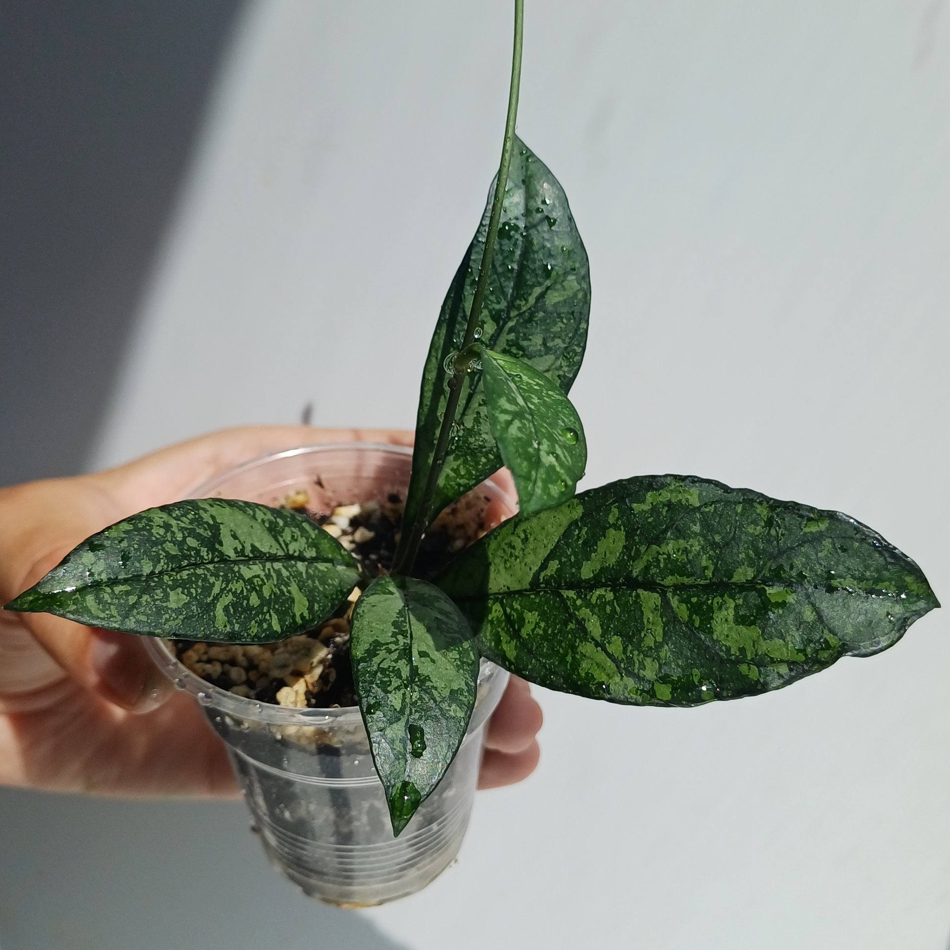 Hoya
