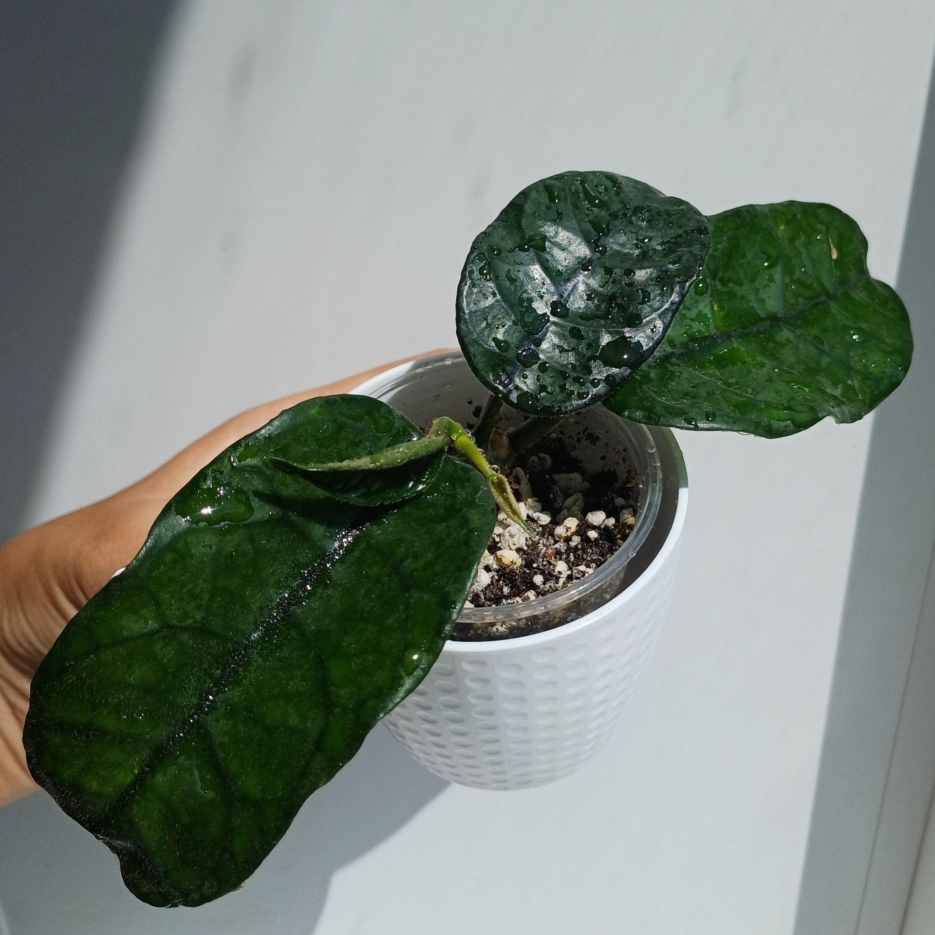 Hoya
