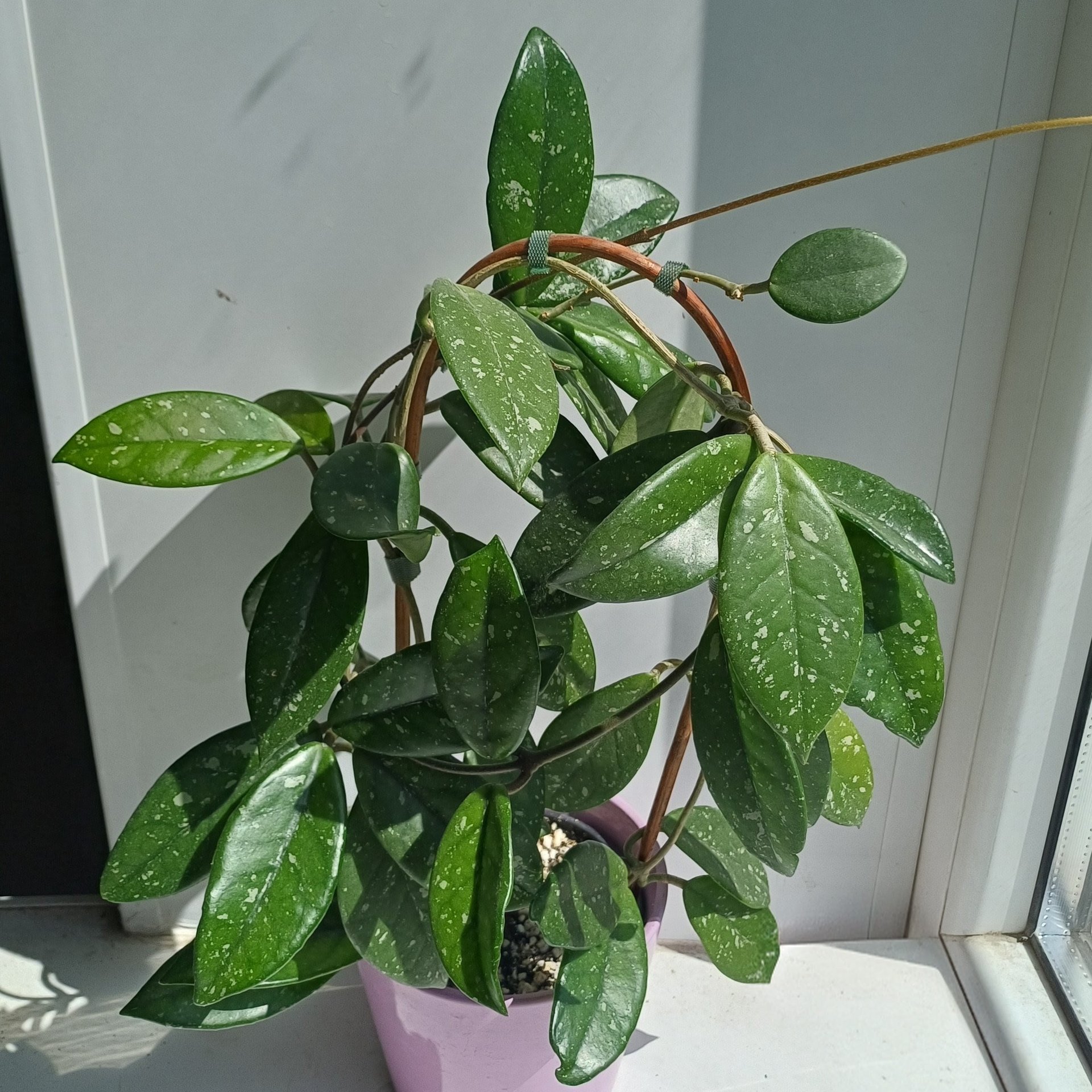 Hoya