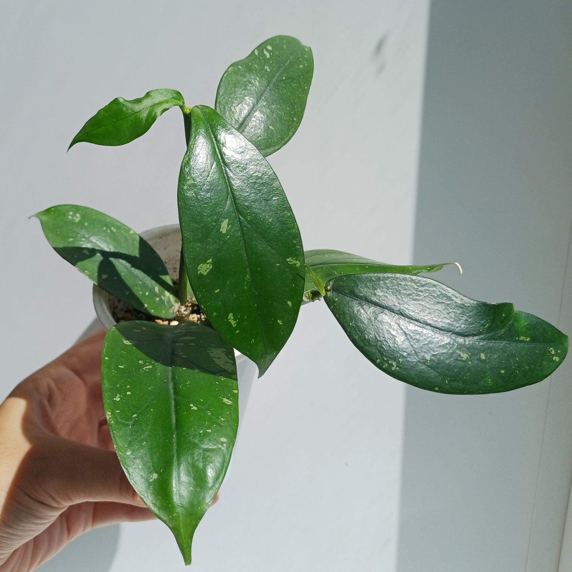 Hoya