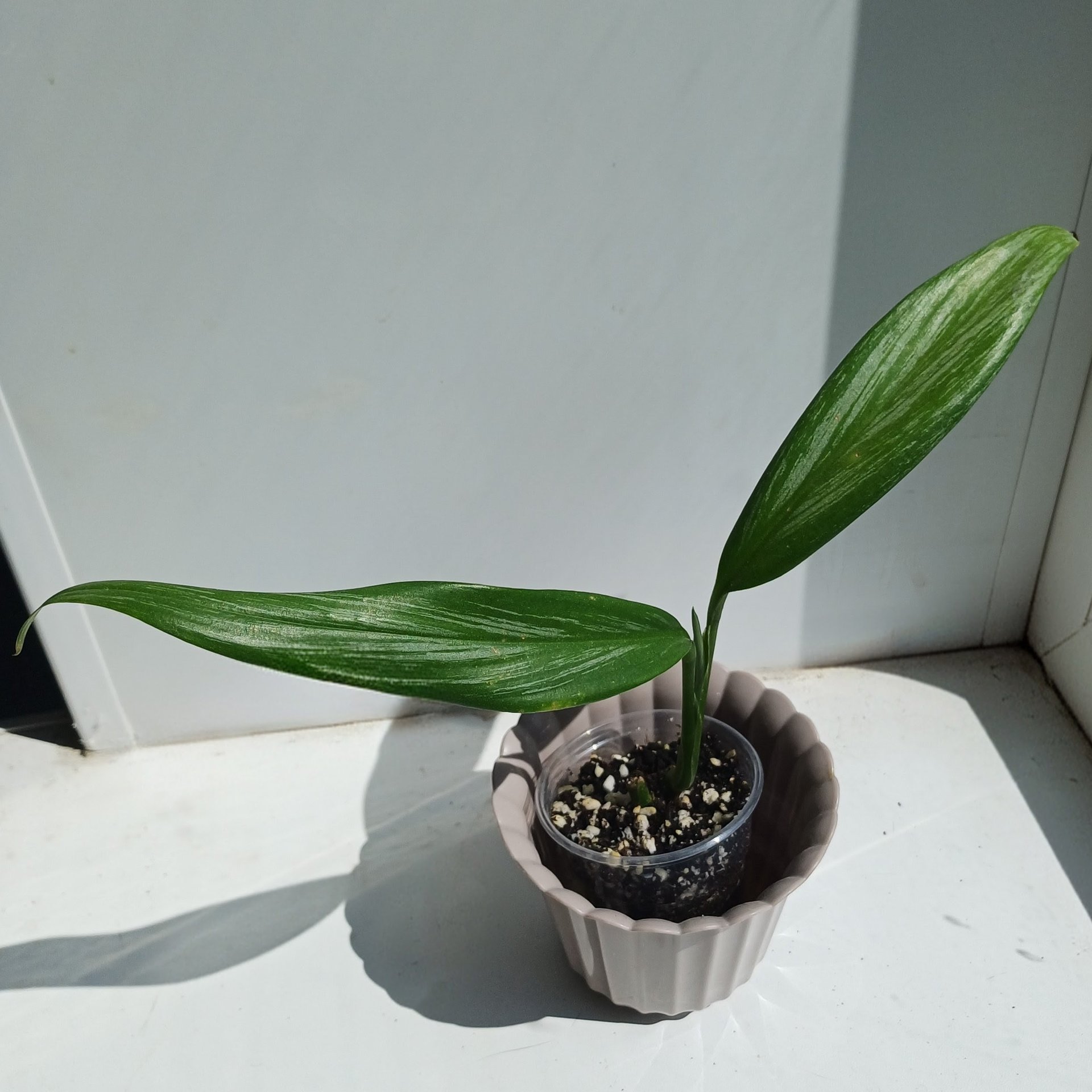 Epipremnum