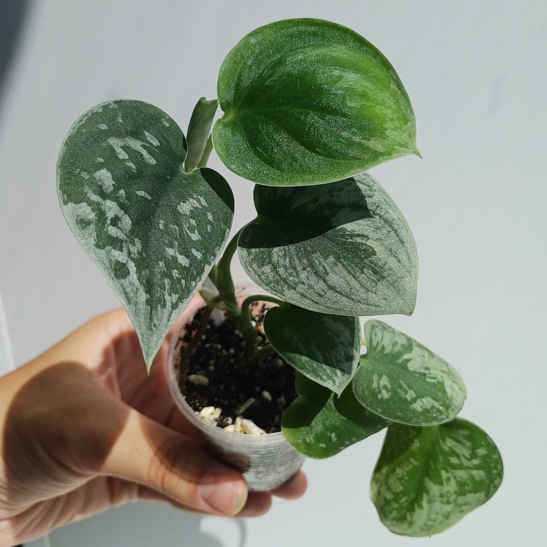 Scindapsus