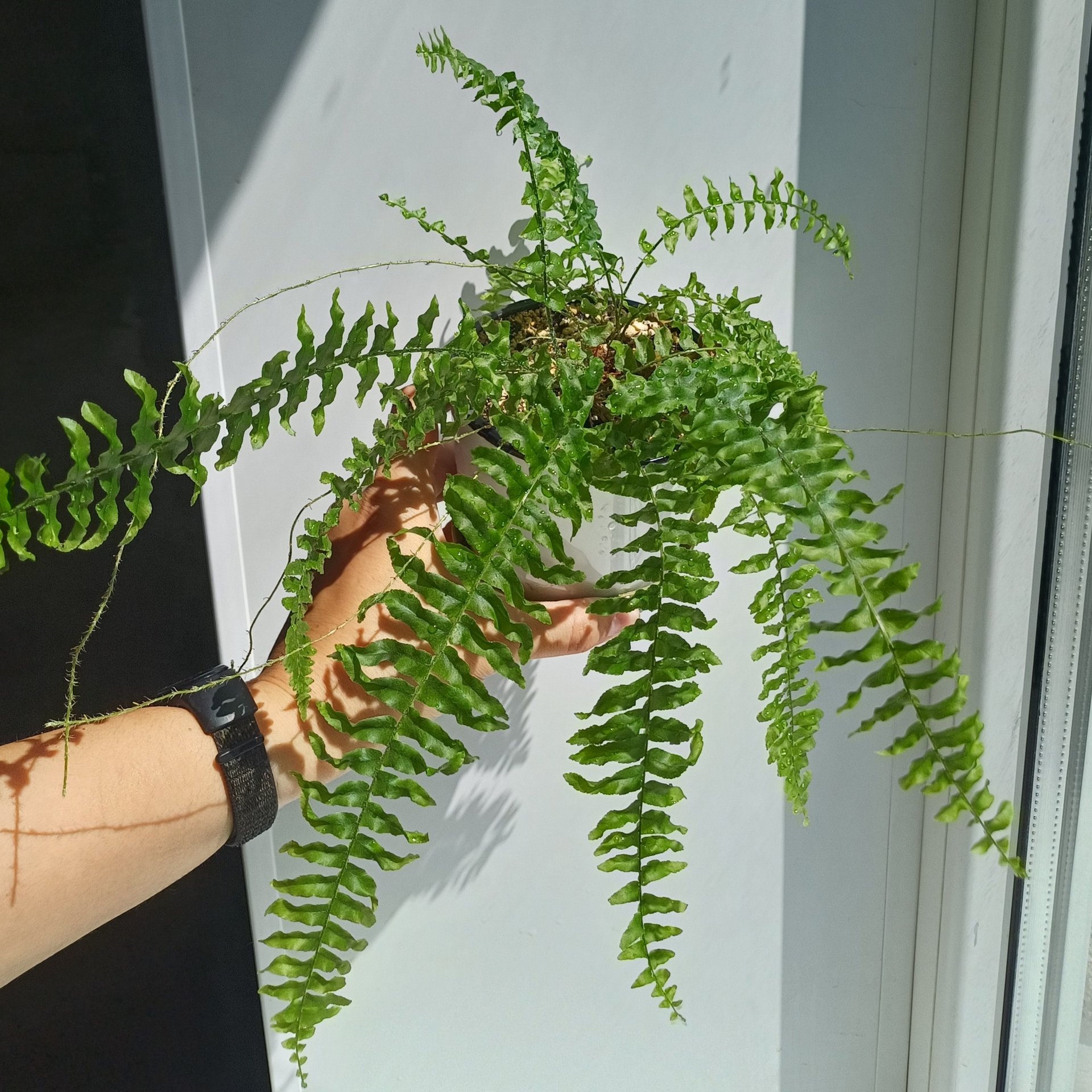 Nephrolepis