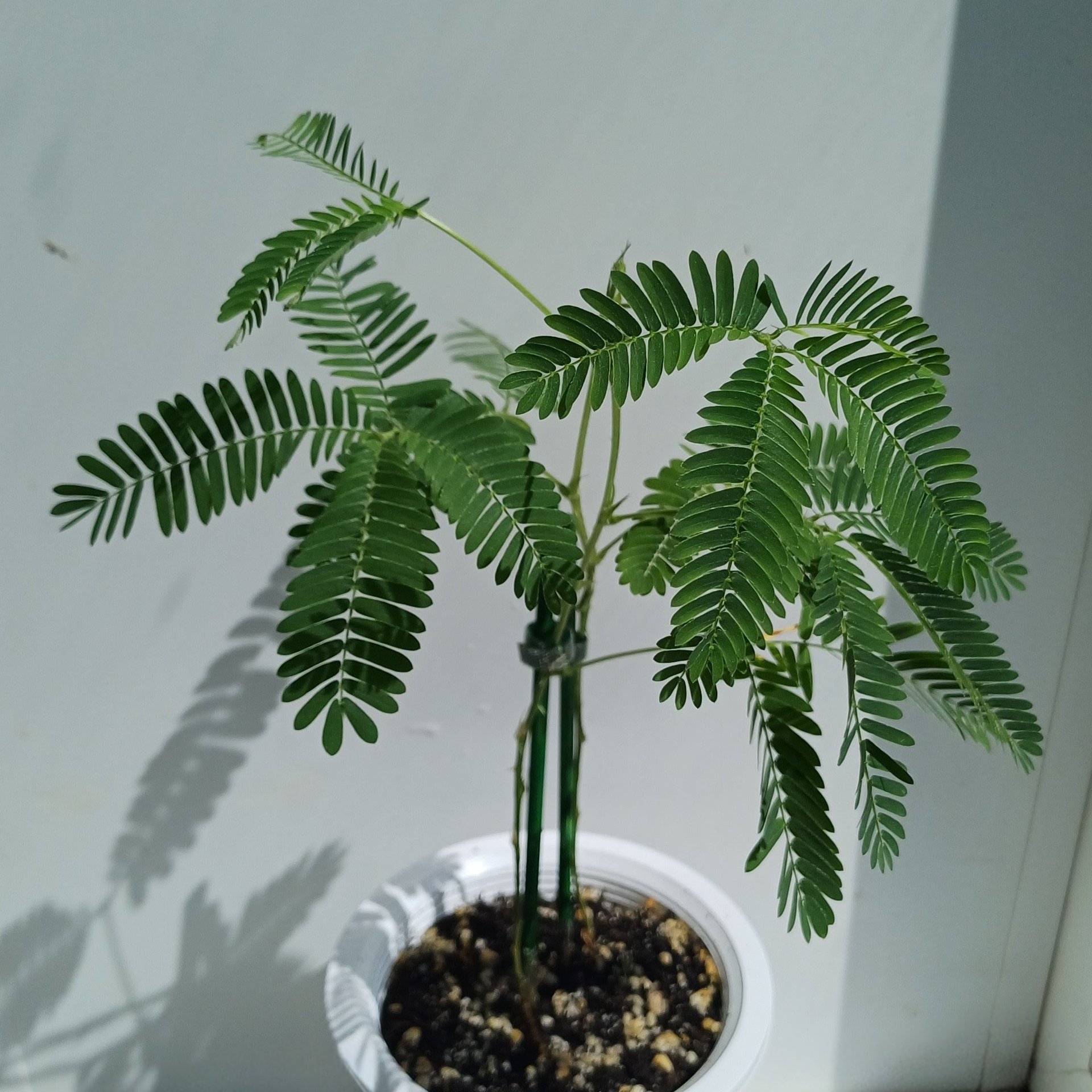 Mimosa