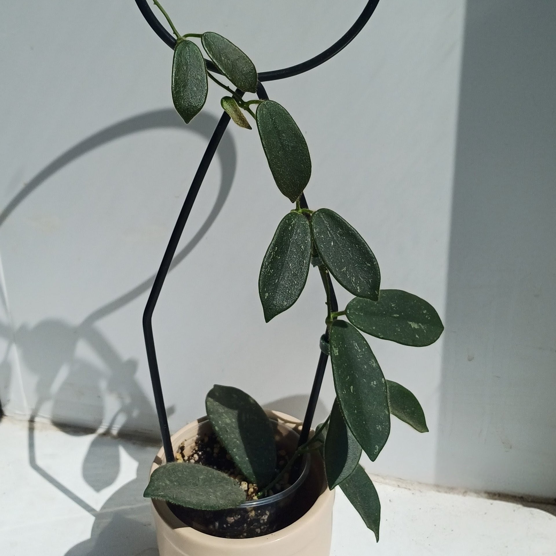 Hoya
