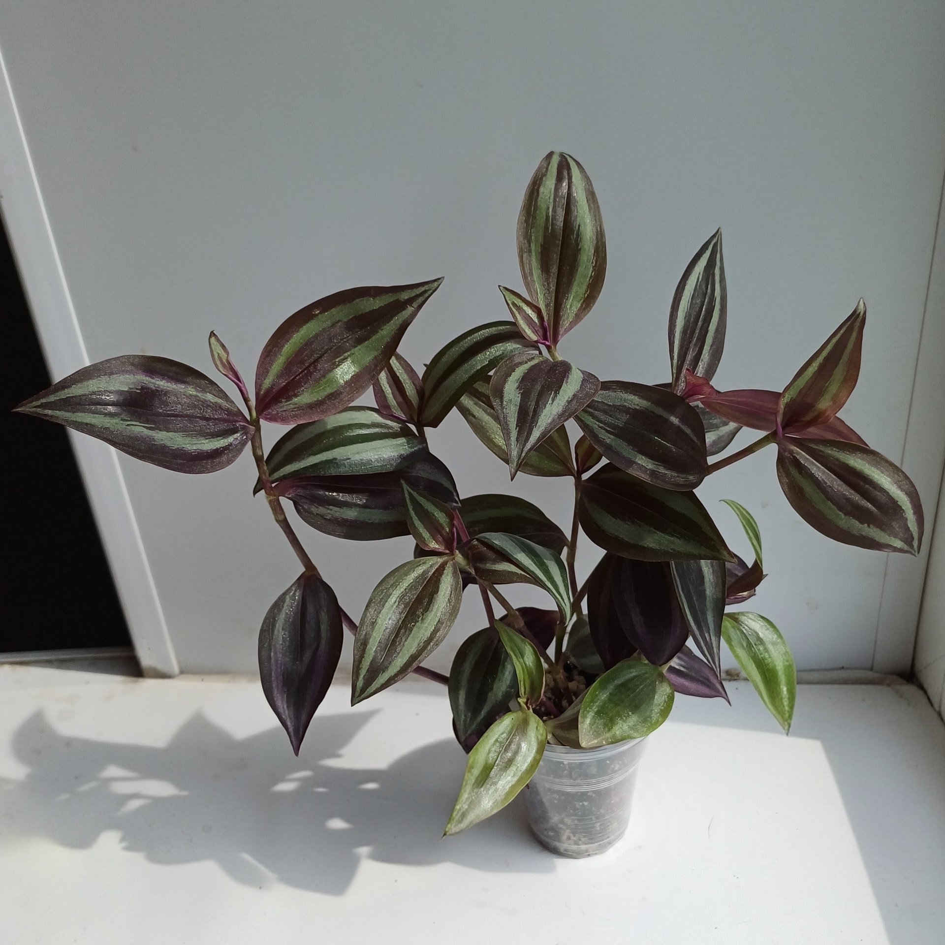 Tradescantia / Rhoeo