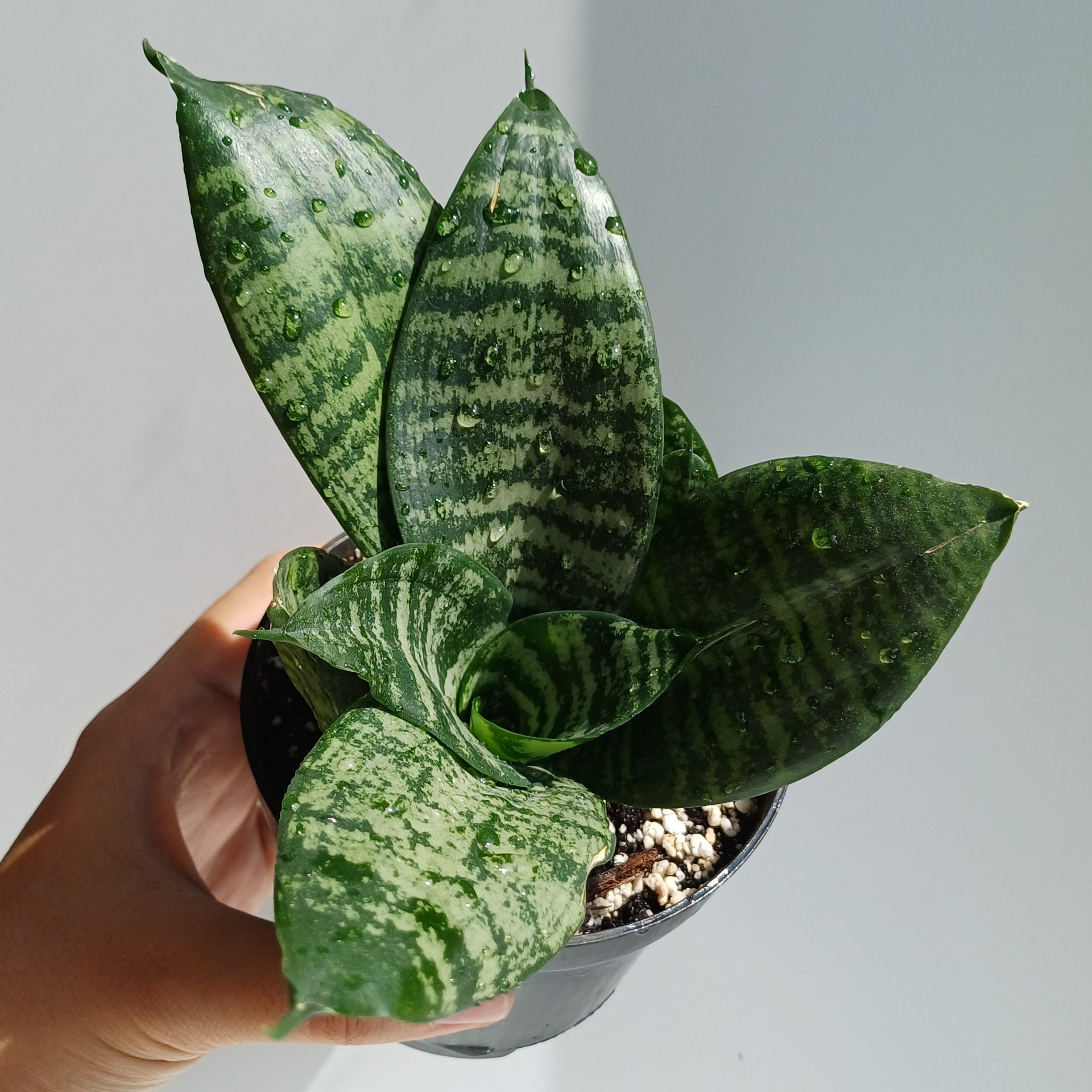 Sansevieria