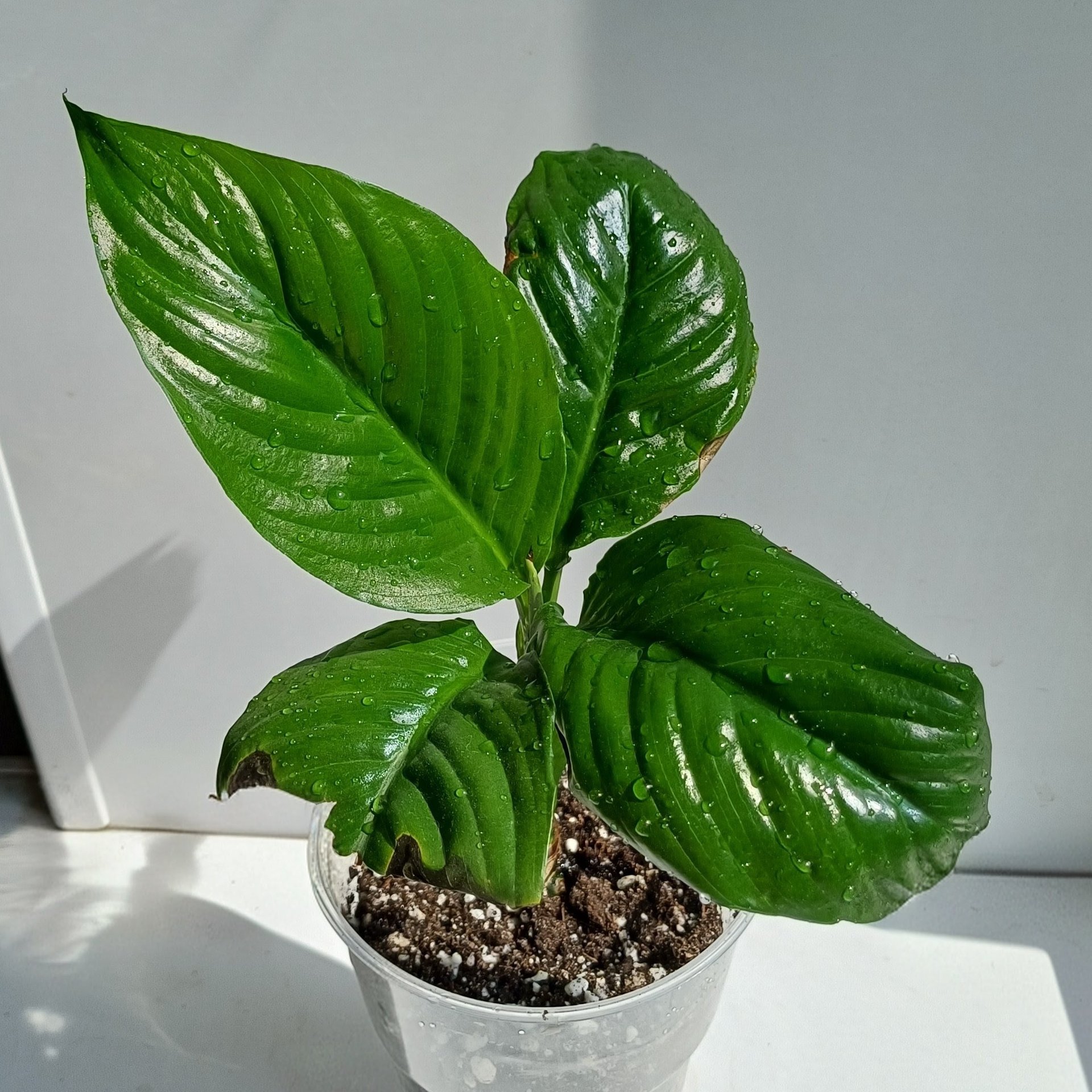 Spathiphyllum