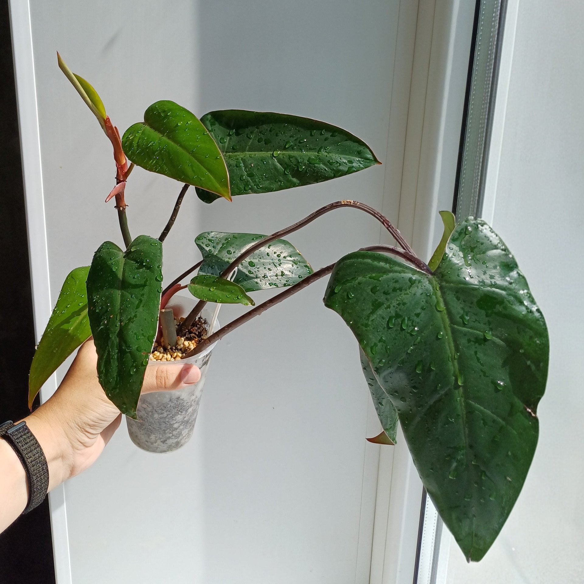 Philodendron