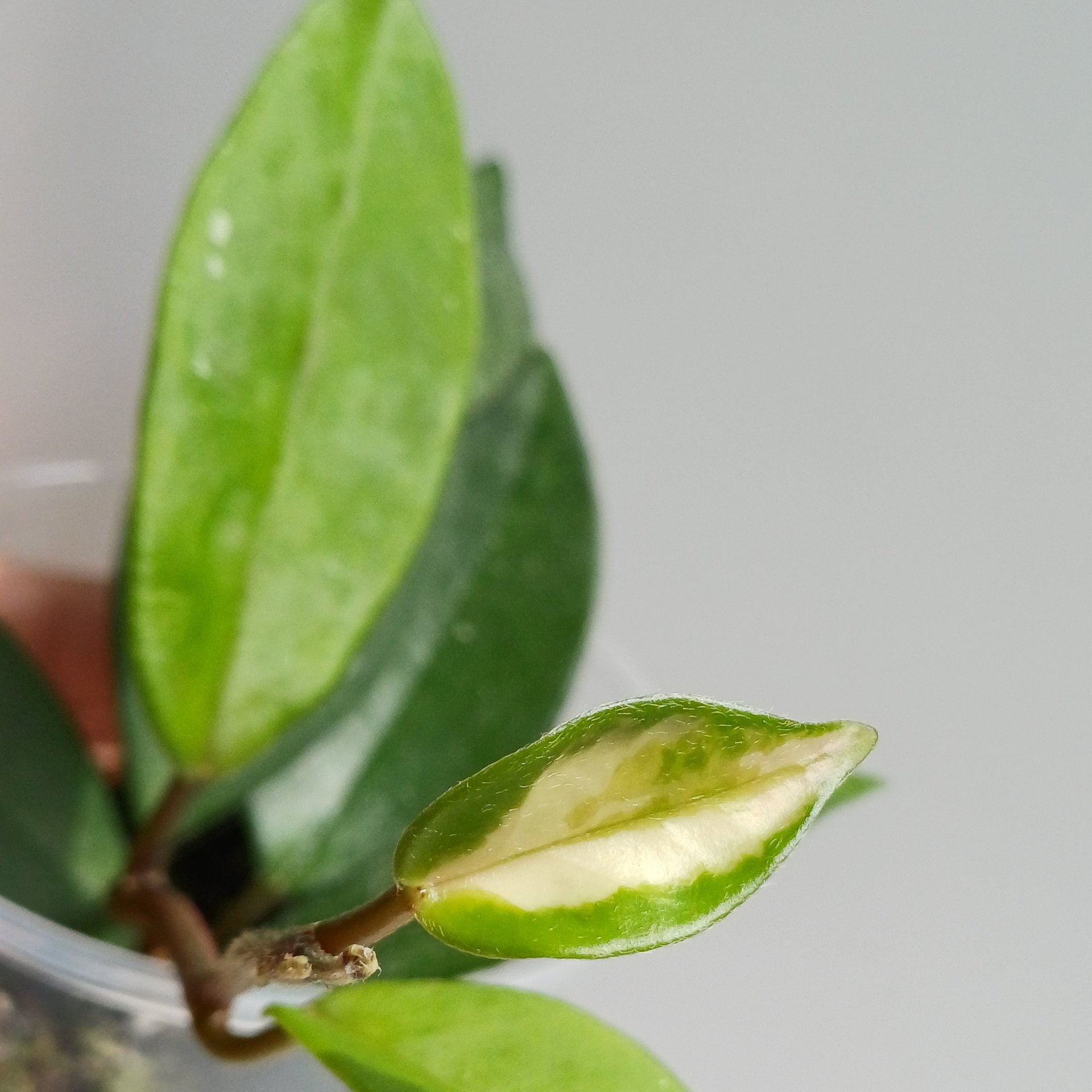 Hoya