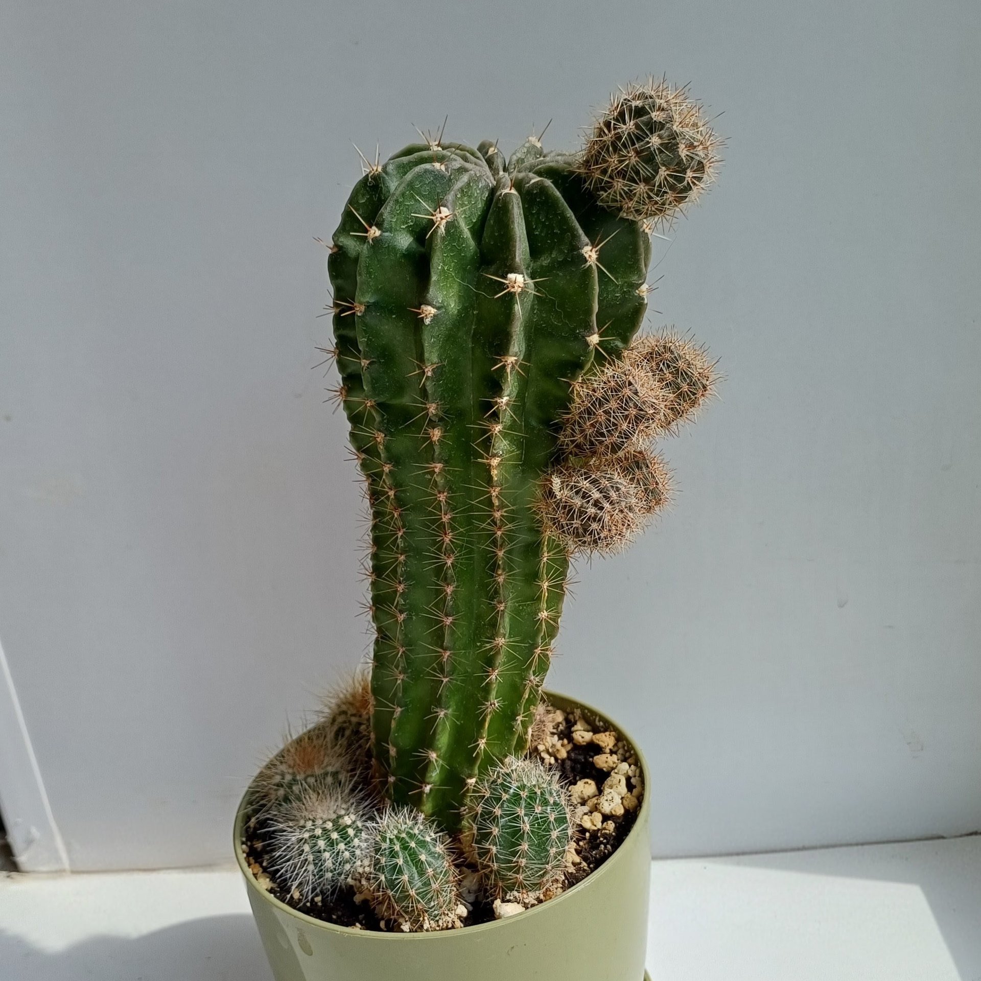 Cactaceae – Echinopsis