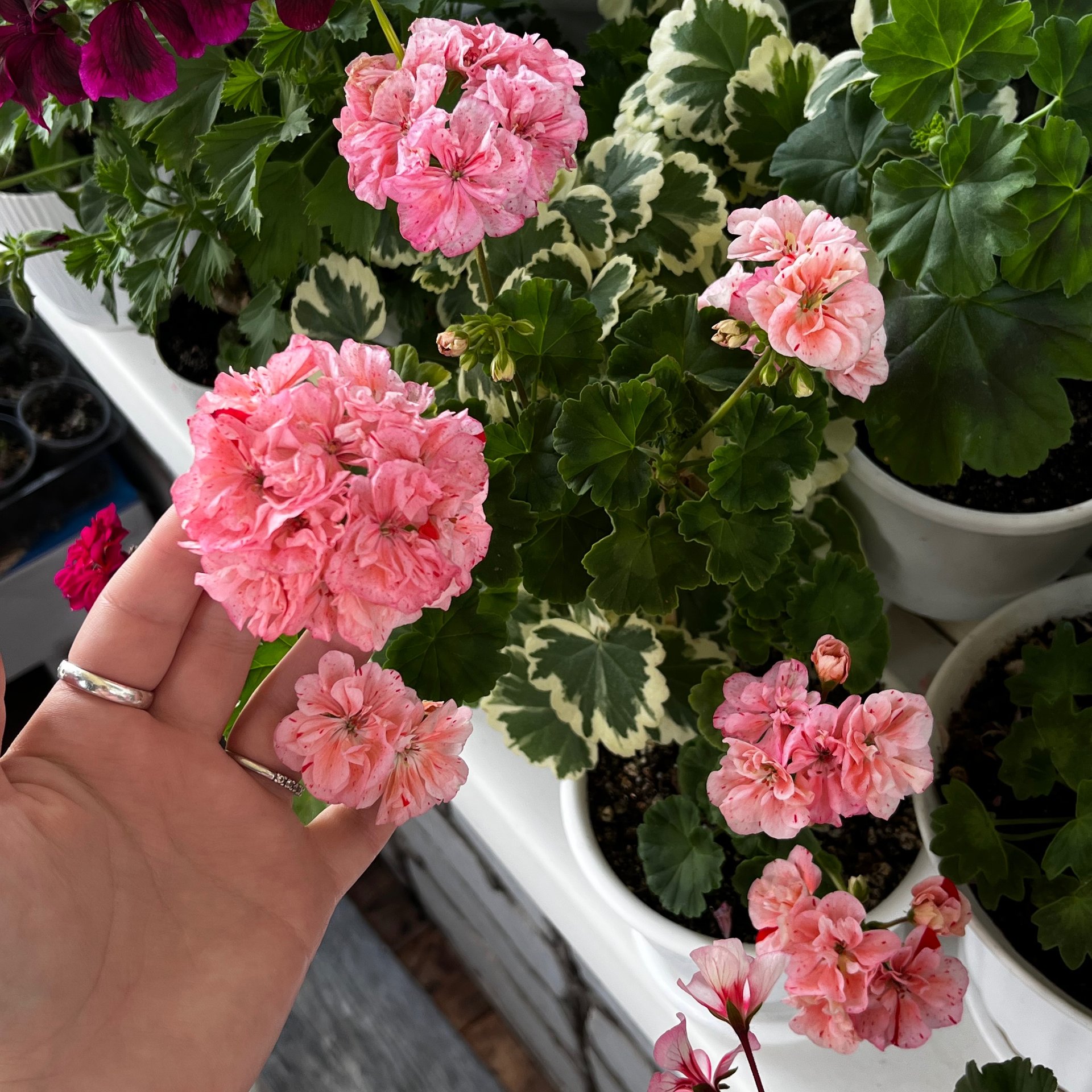 Pelargonium
