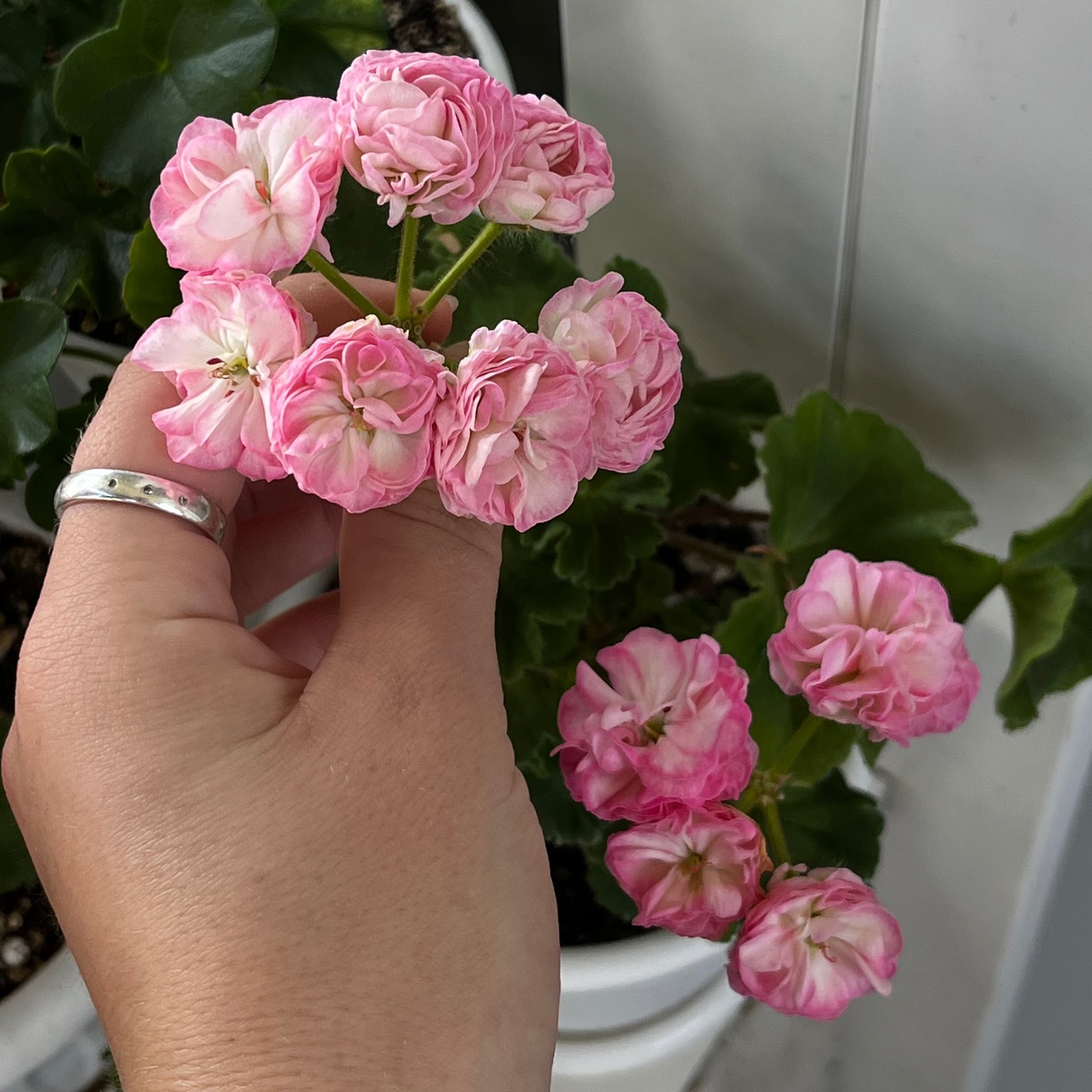 Pelargonium