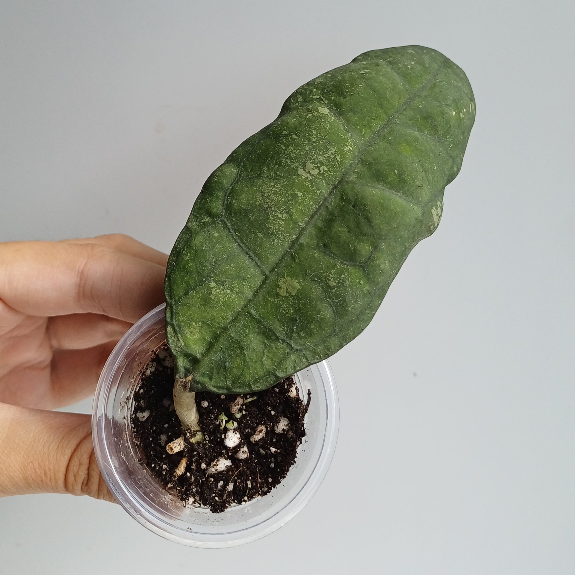 Hoya