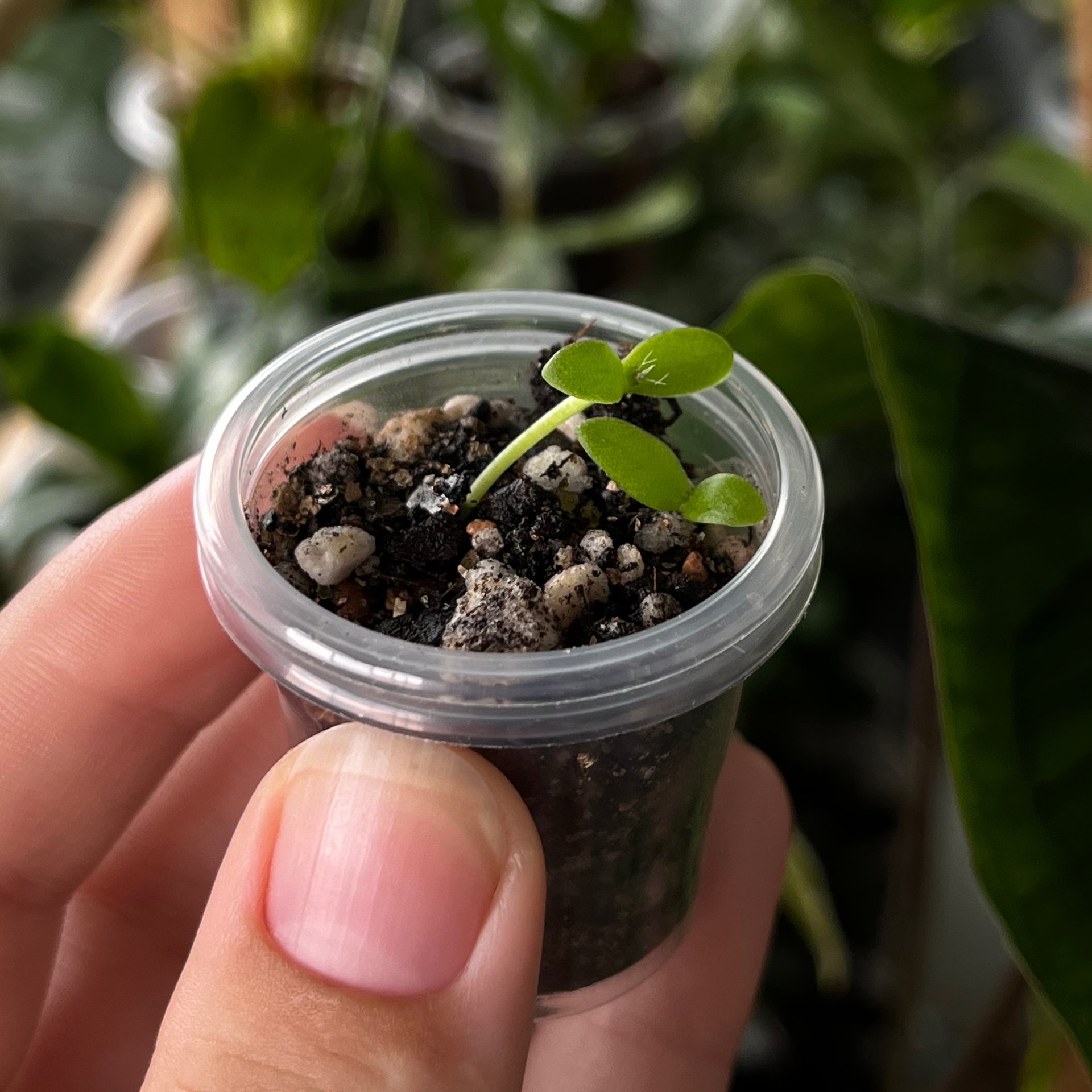 Hylocereus