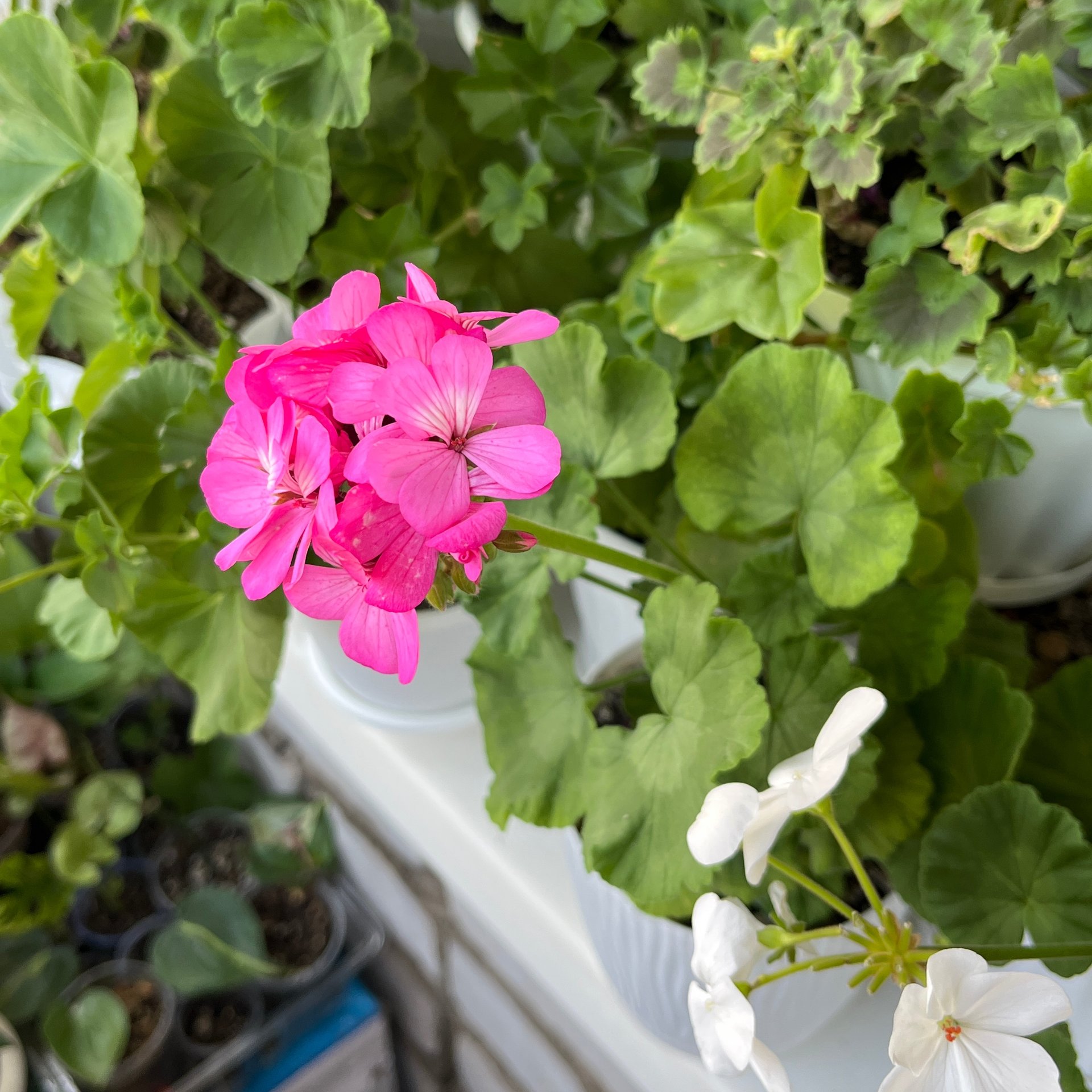 Pelargonium