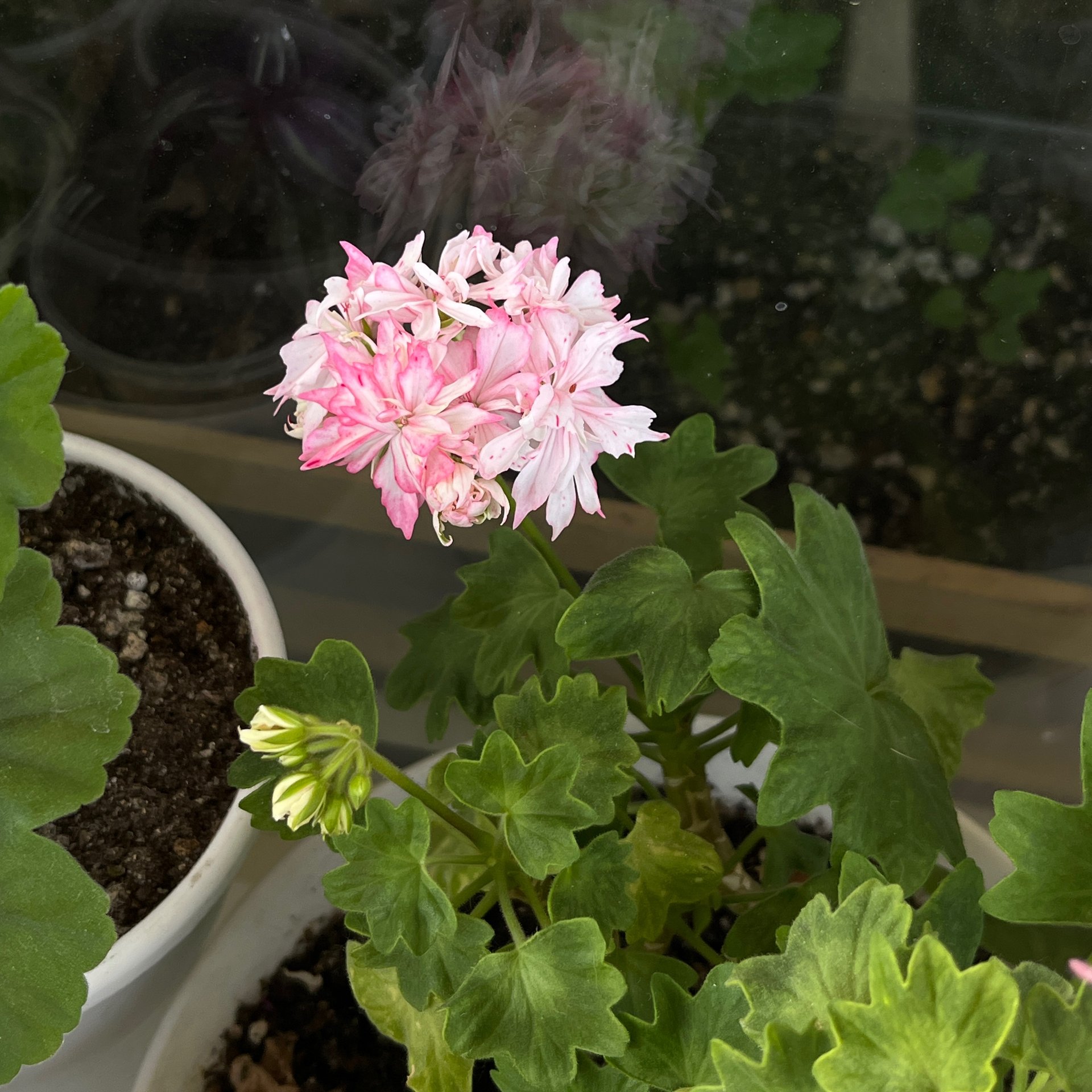 Pelargonium