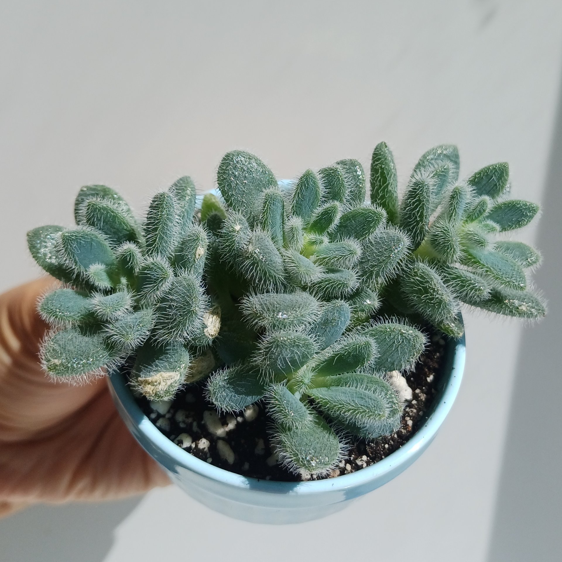 Sedum