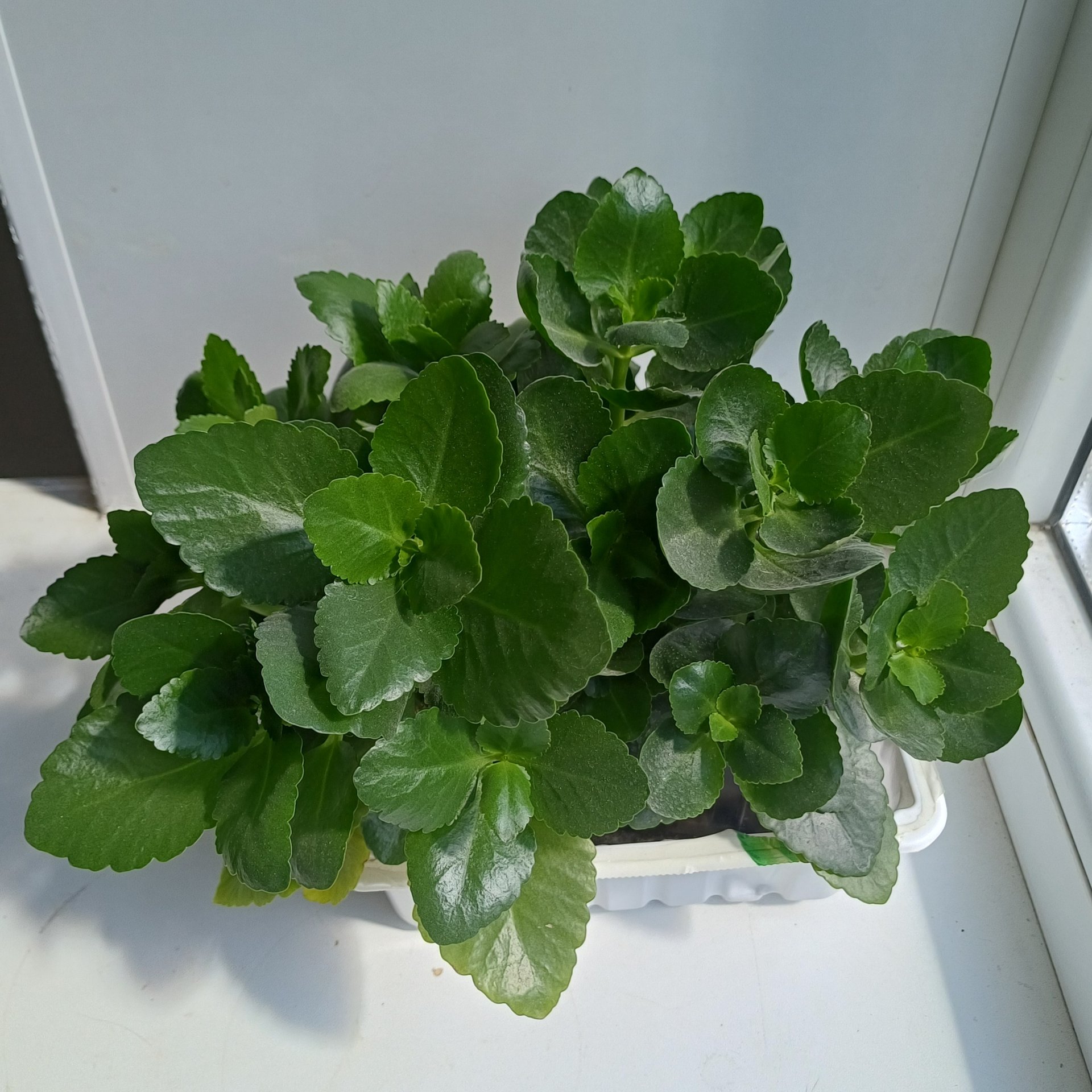 Kalanchoe