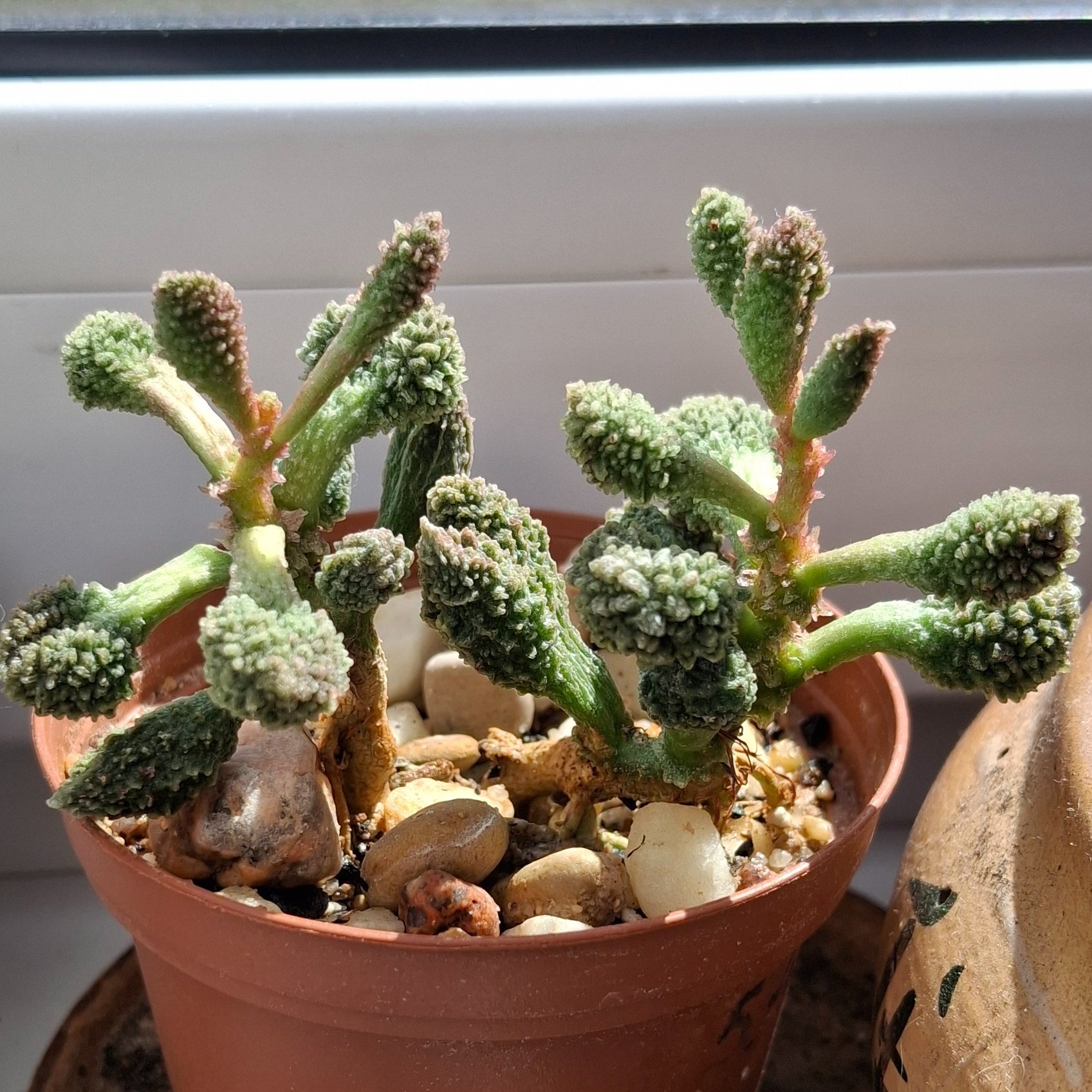 Adromischus