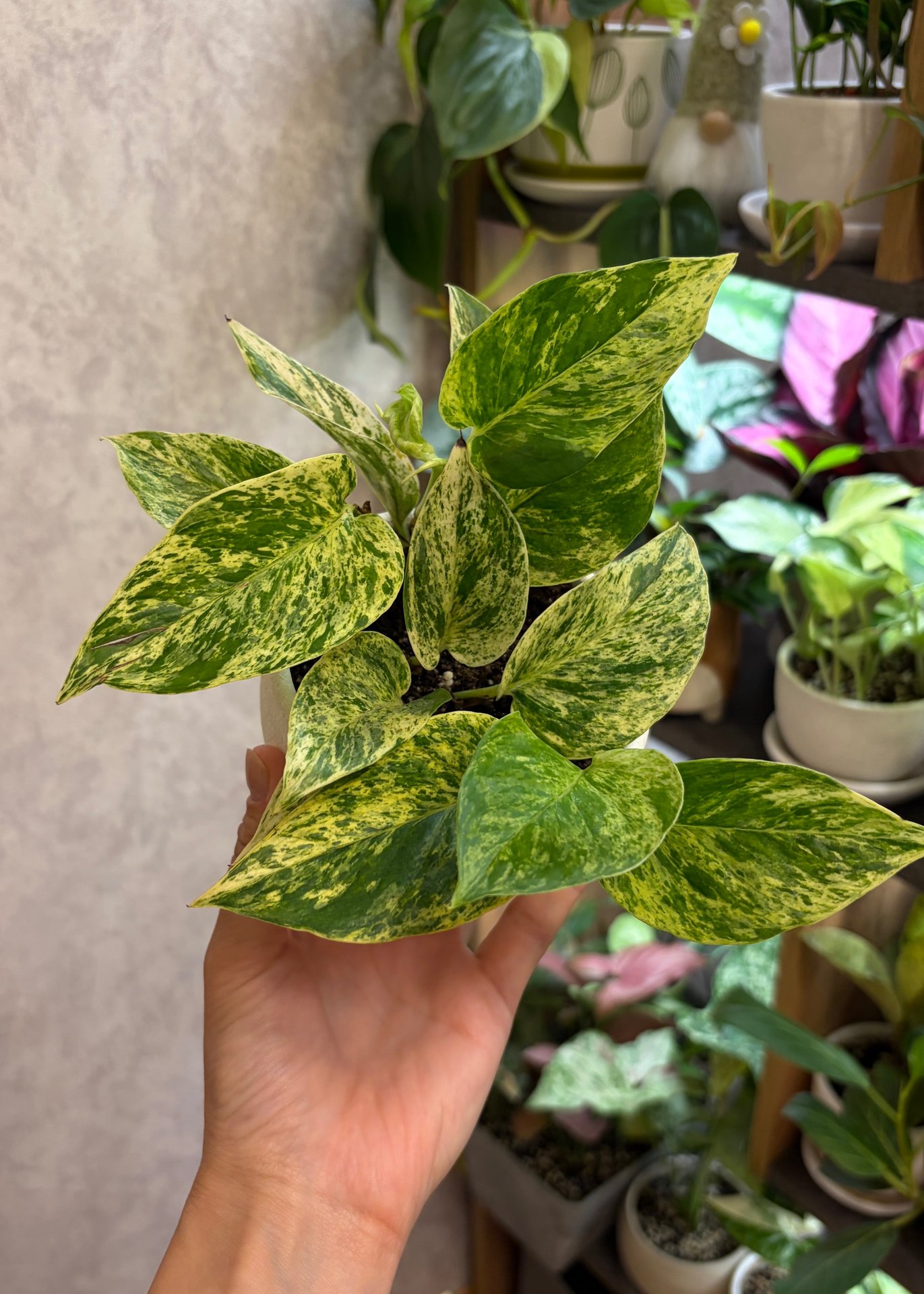 Epipremnum
