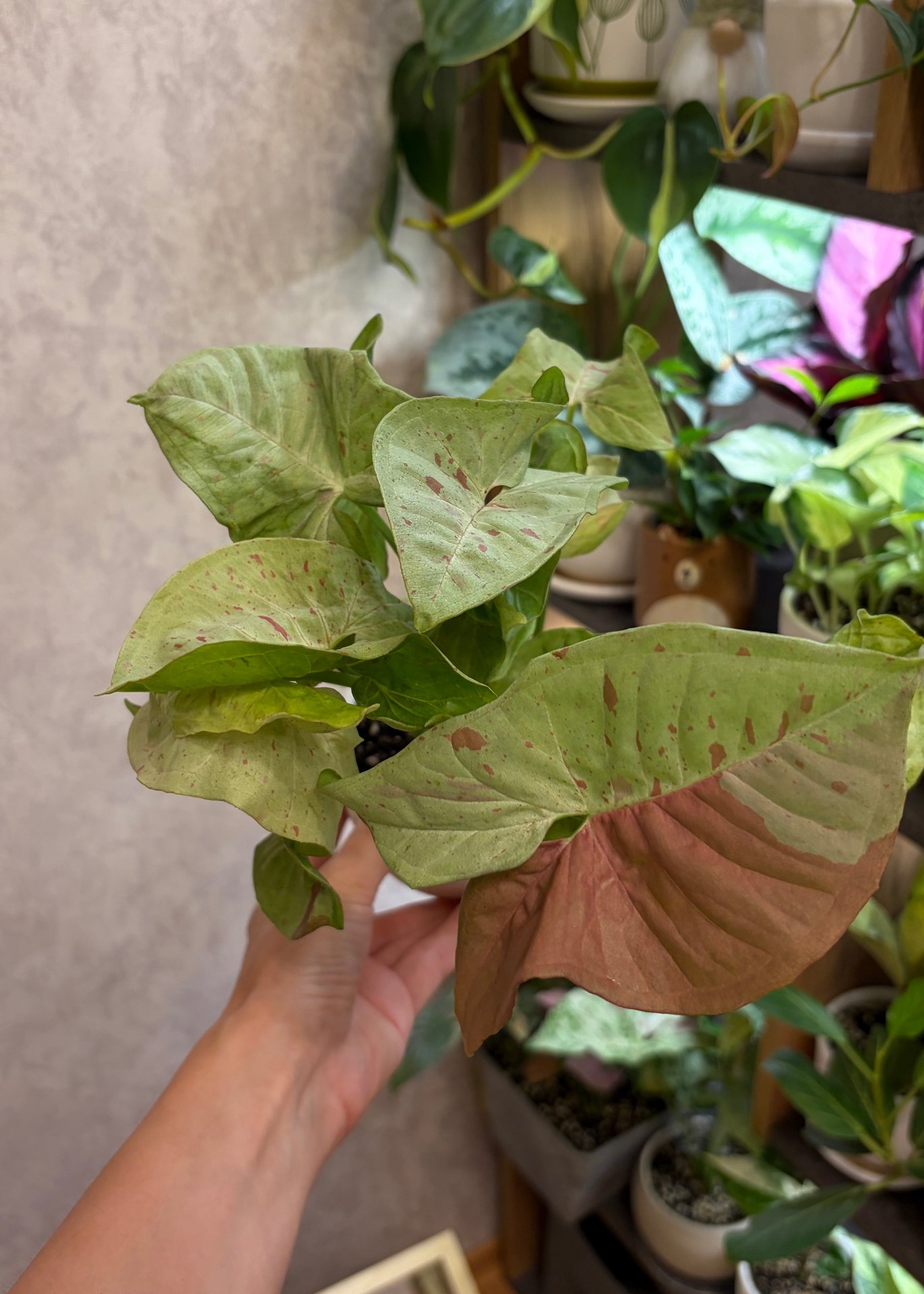 Syngonium