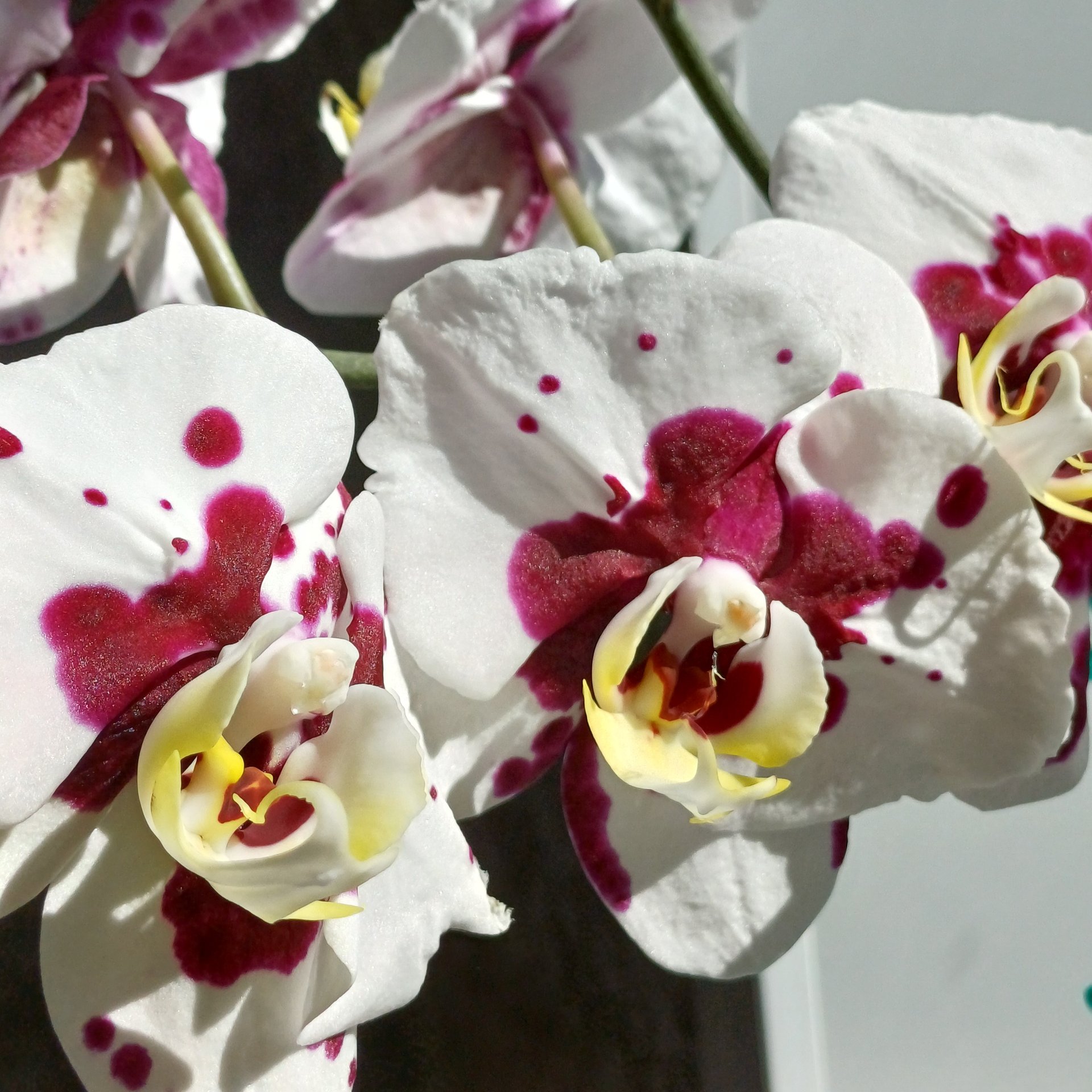 Phalaenopsis