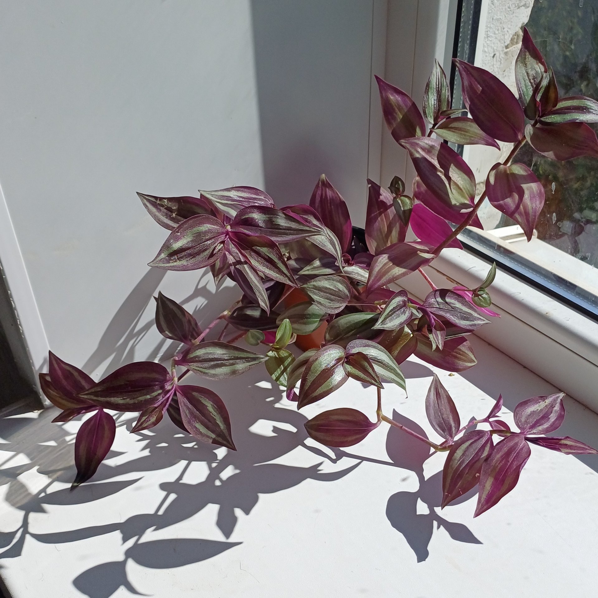 Tradescantia / Rhoeo