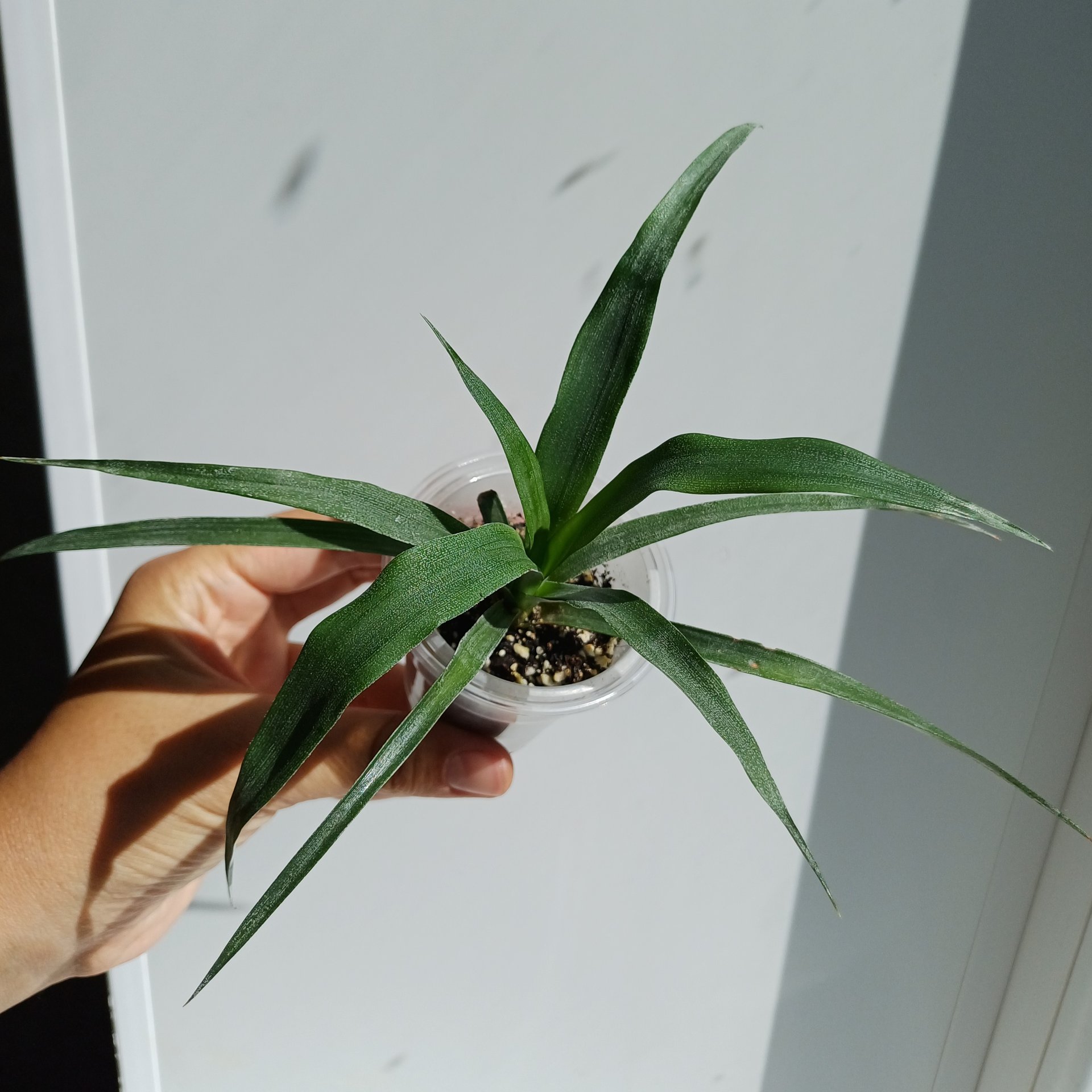 Ananas