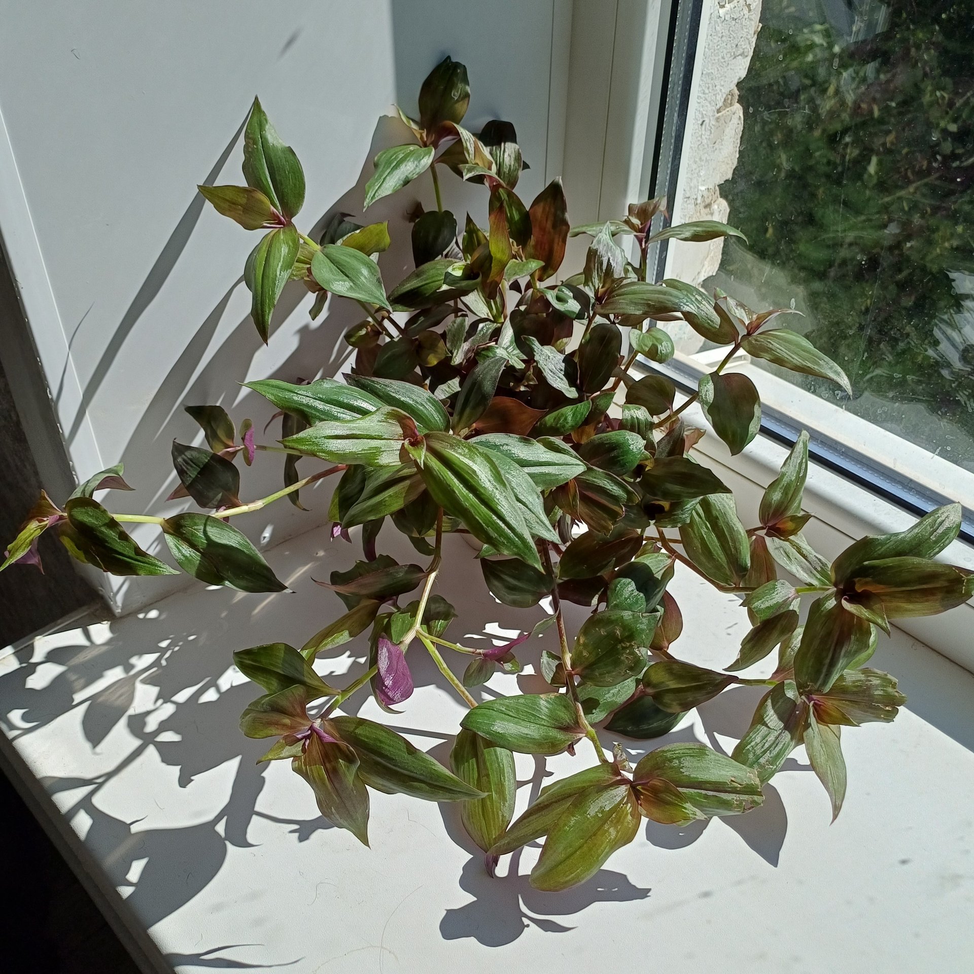 Tradescantia / Rhoeo
