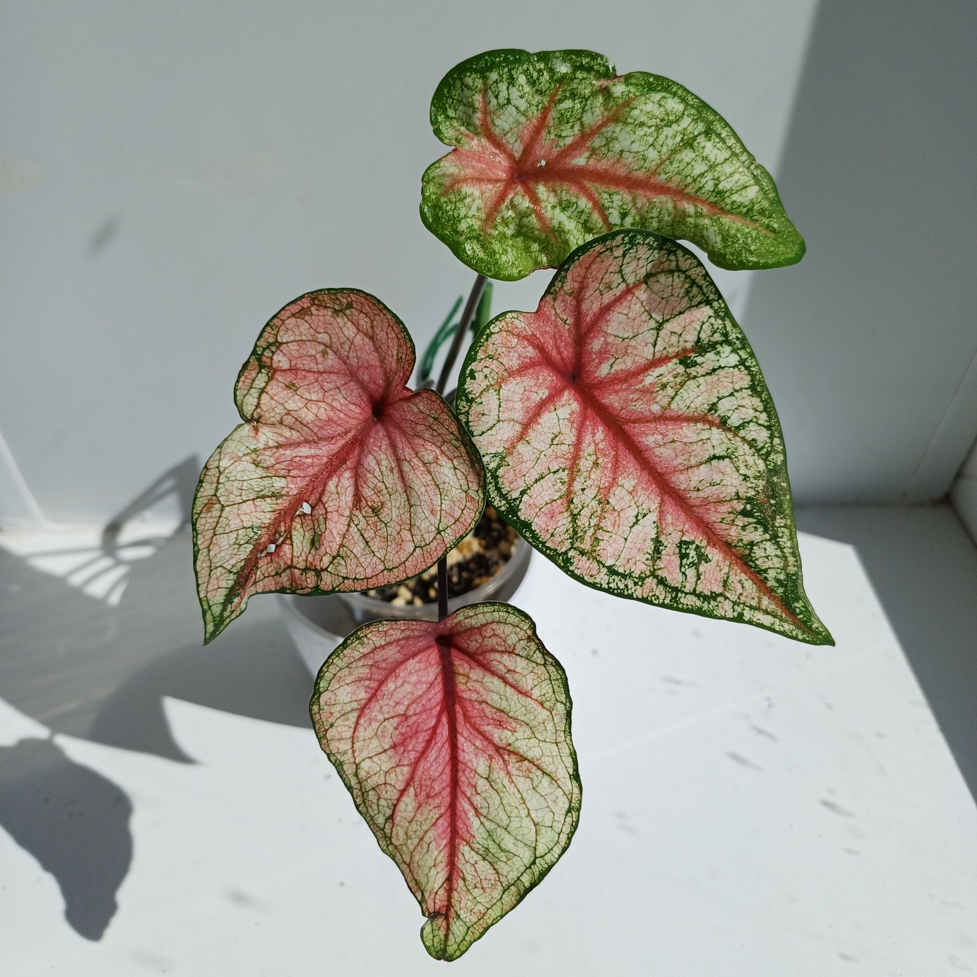 Caladium